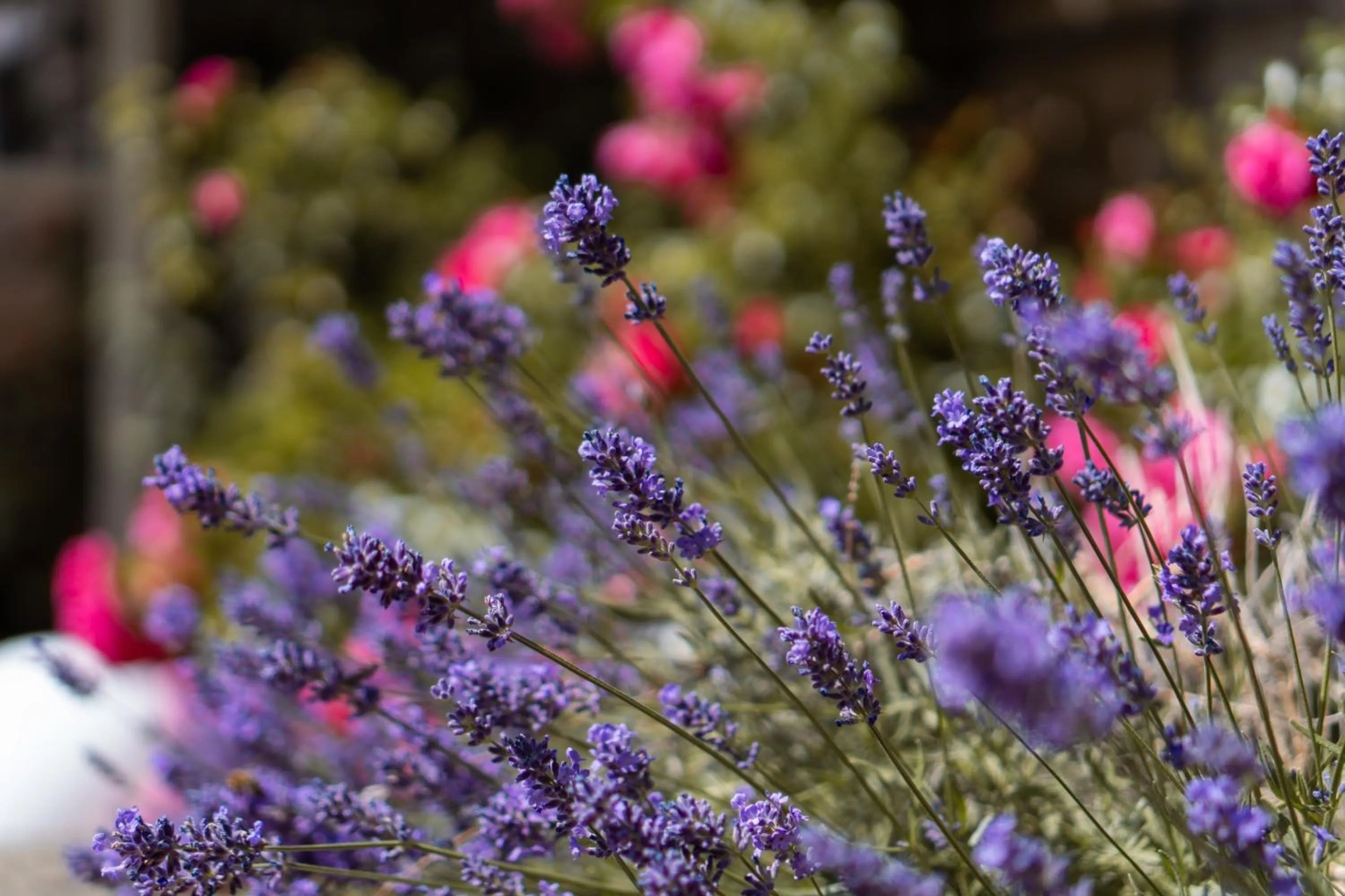 Garden view in Albergo-Toscana