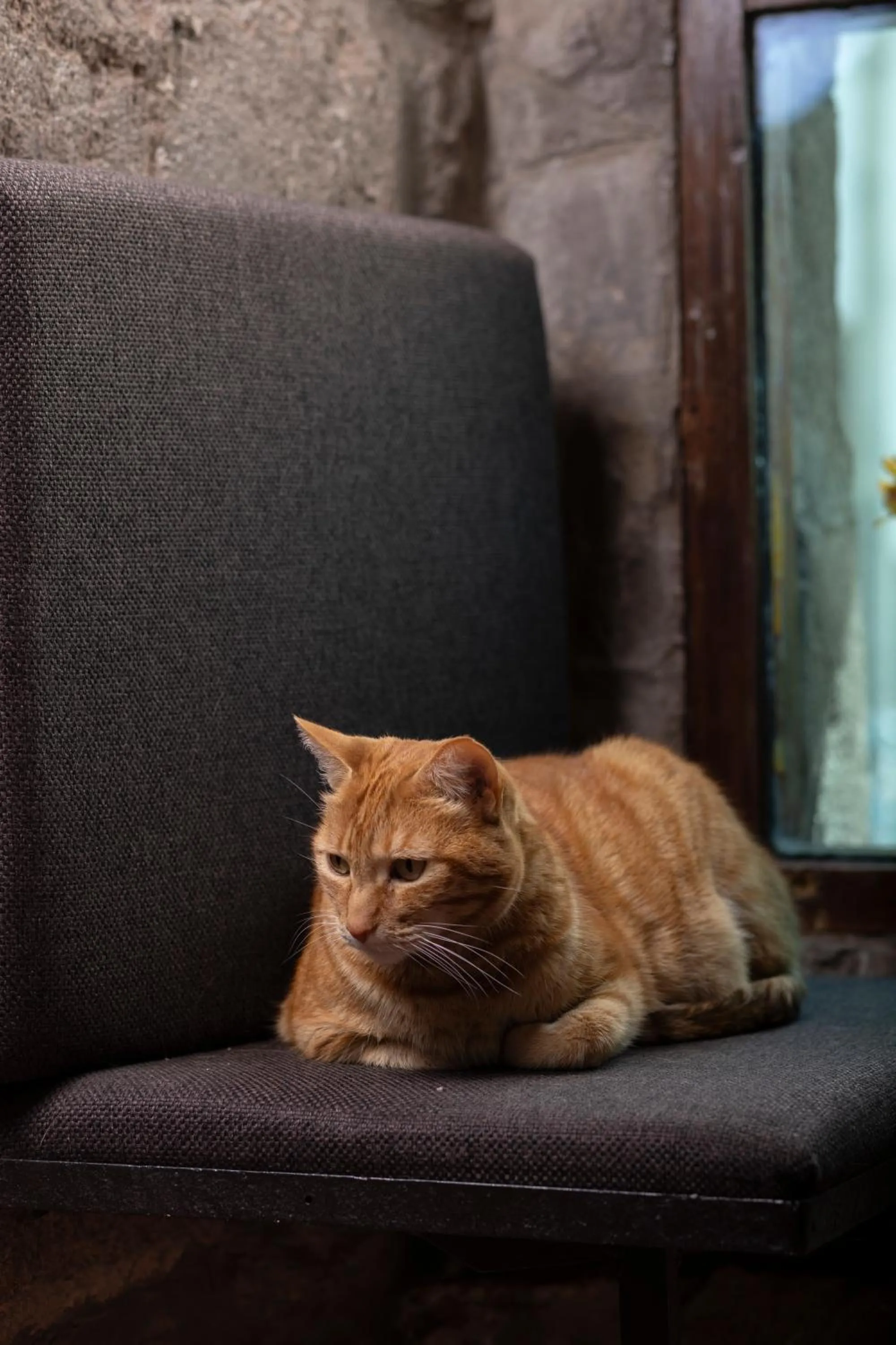 pet friendly in Hostal Teatro Inka