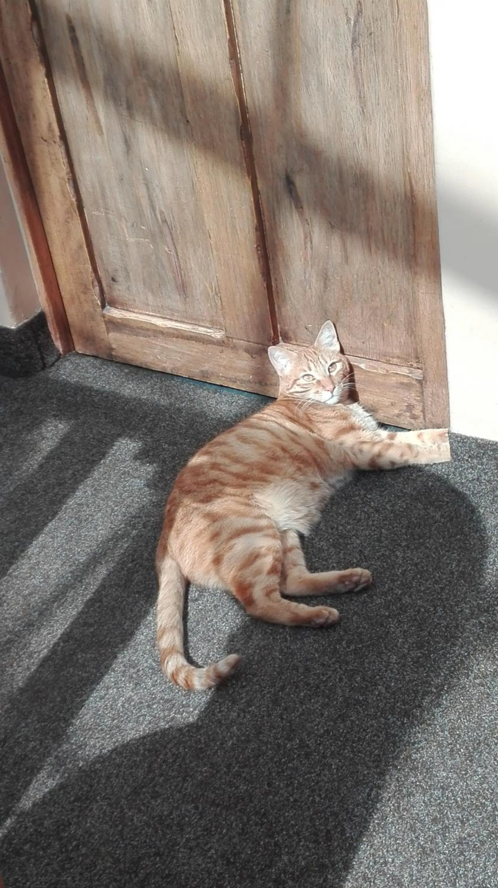 Pets in Hostal Teatro Inka