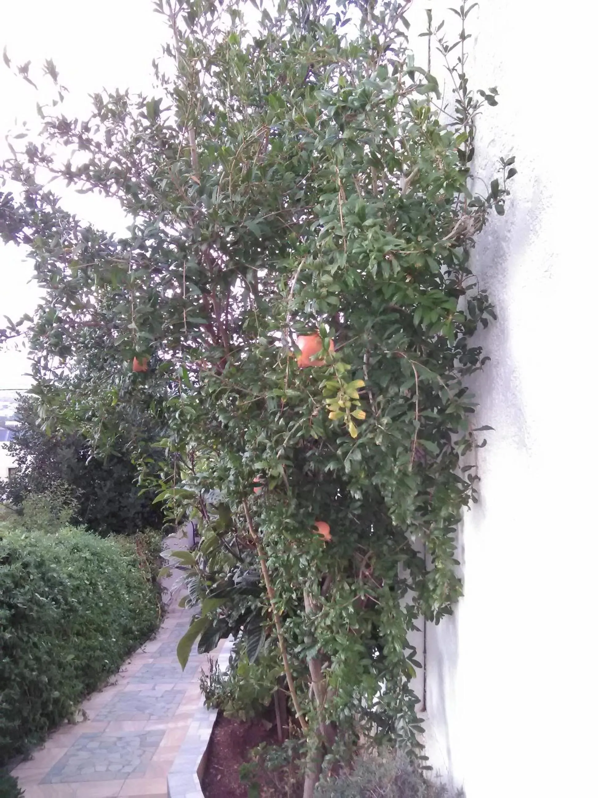 Natural landscape in Elgoni Apartments