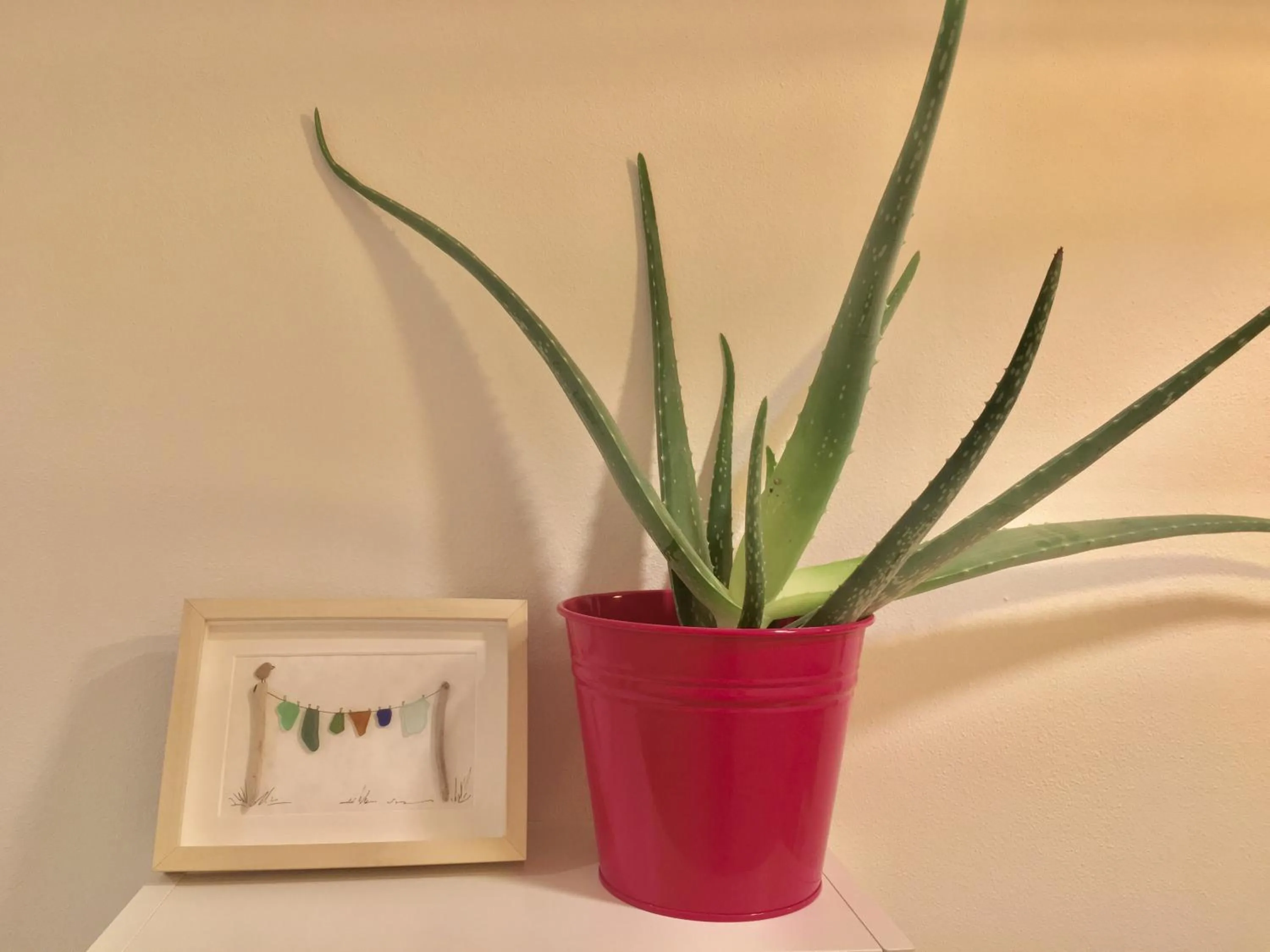 Decorative detail in Cavallotti 21