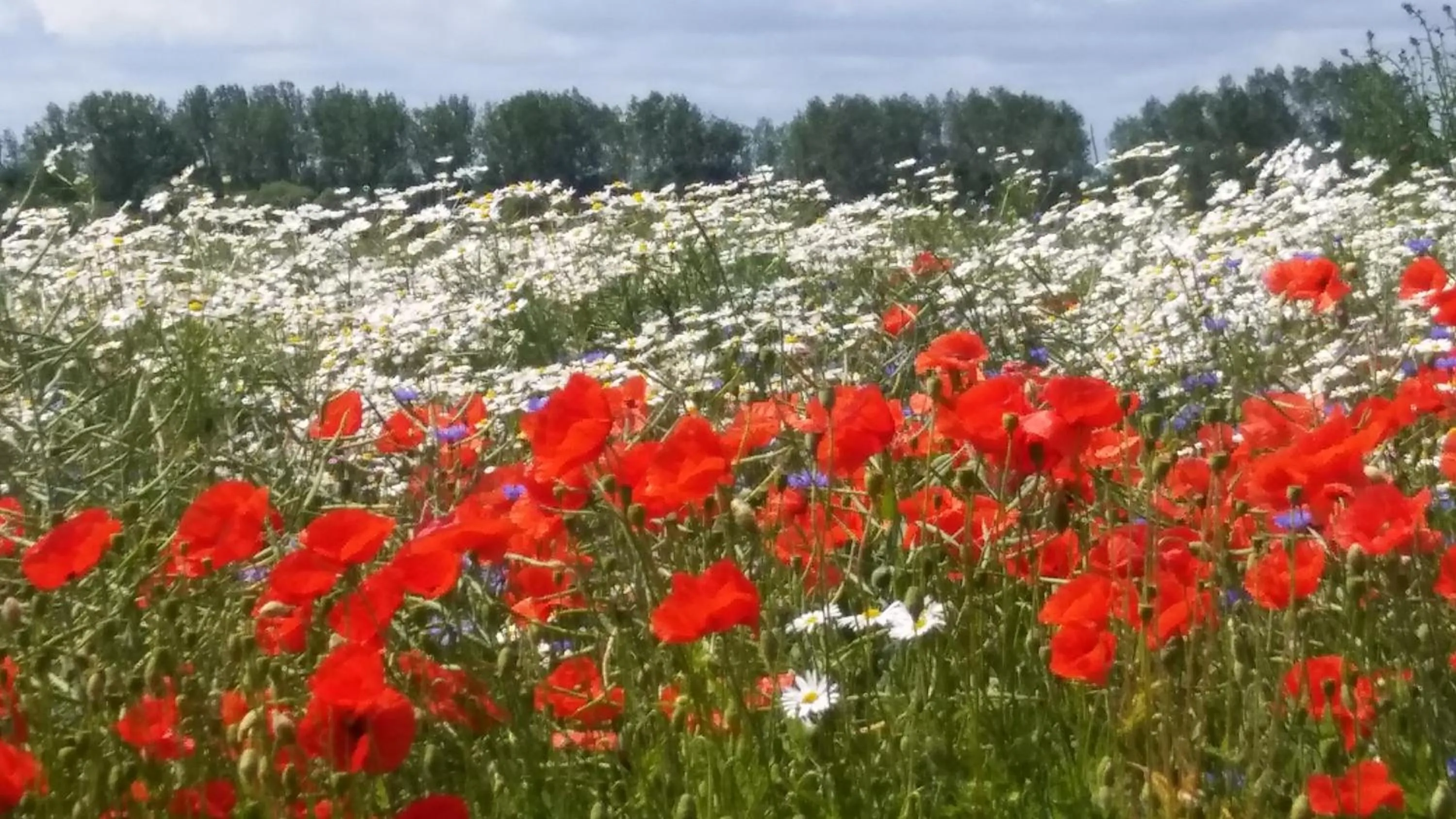 Natural landscape in Landhotel Cafe Prälank