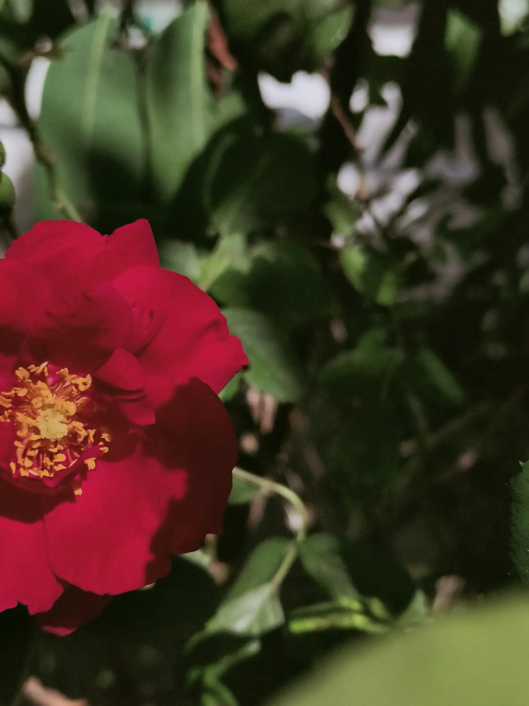Garden in Hotel Scoglio Bianco