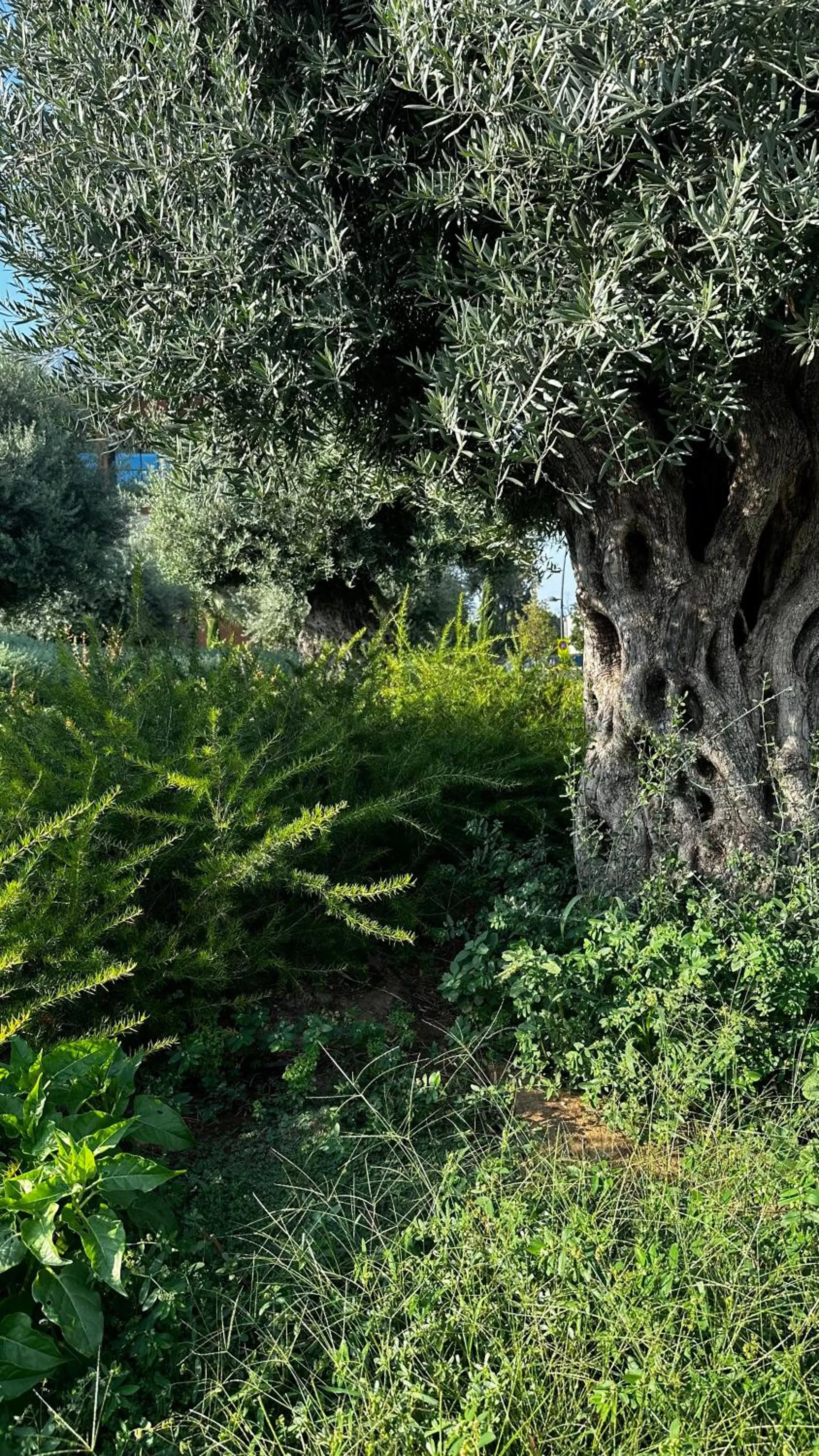 Garden in Imren Han Hotel - Special Category