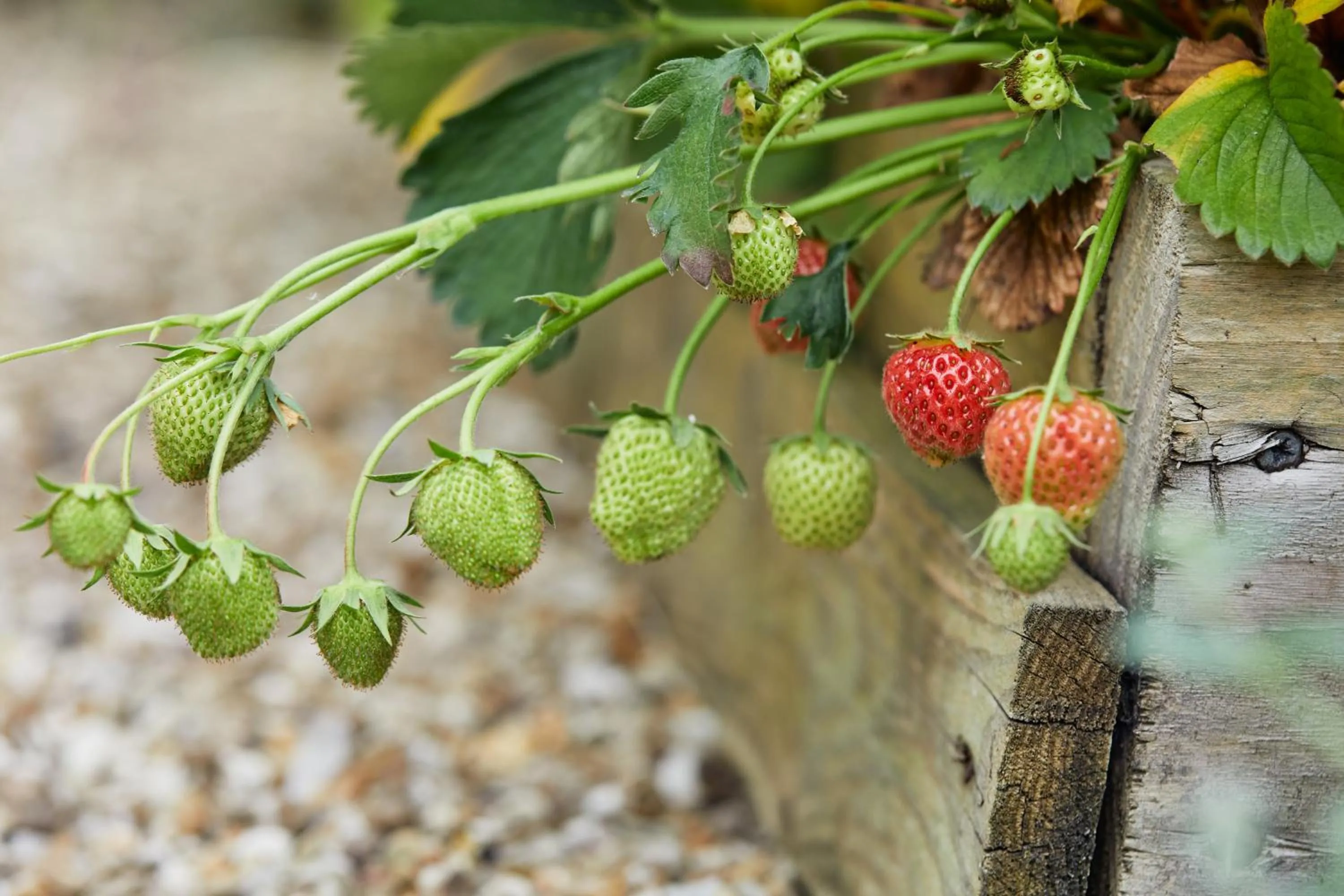 Restaurant/places to eat in Grays Court Hotel