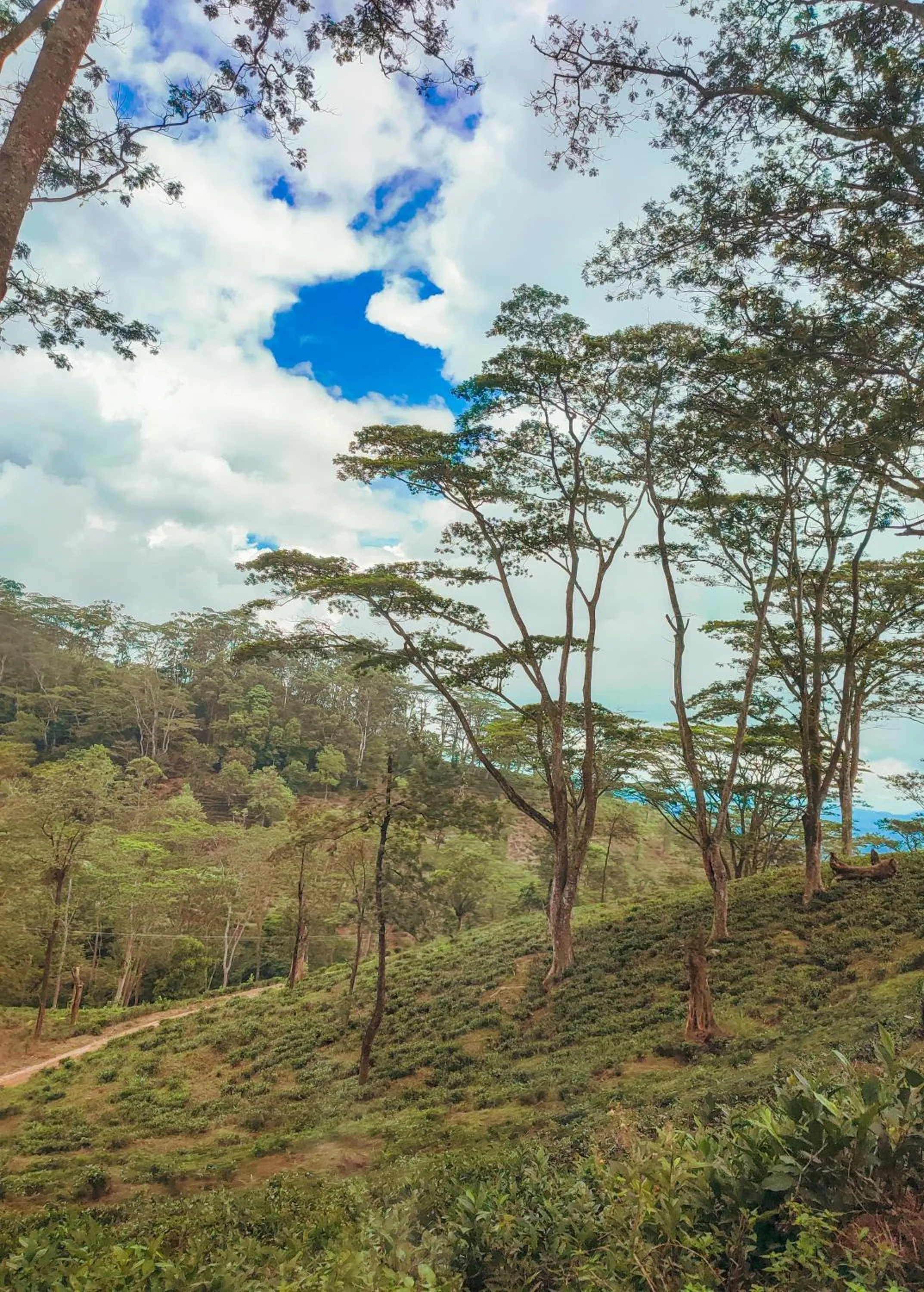 Kandyan View Holiday Bungalow free pickup from kandy