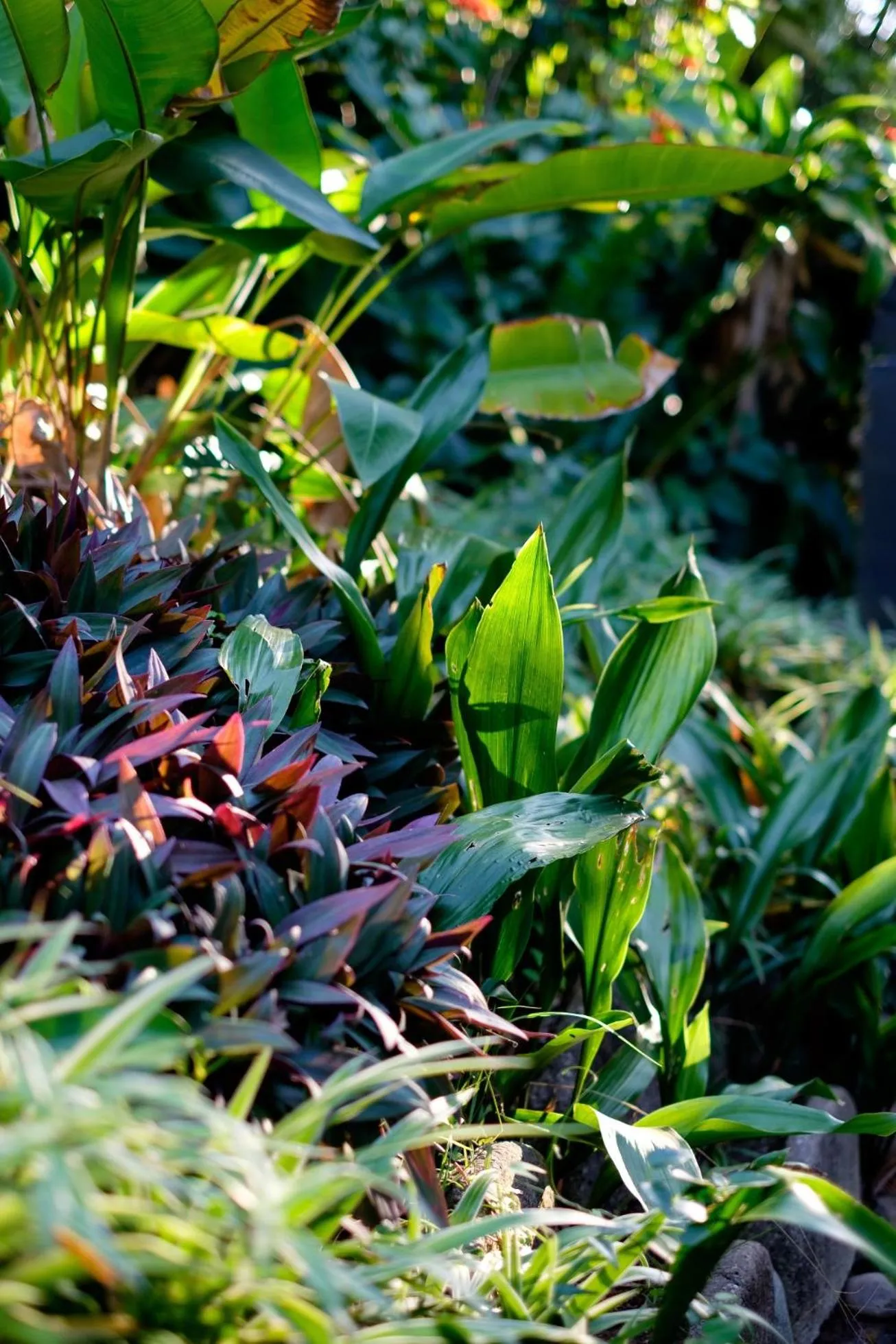 Garden in St Lucia Eco Lodge