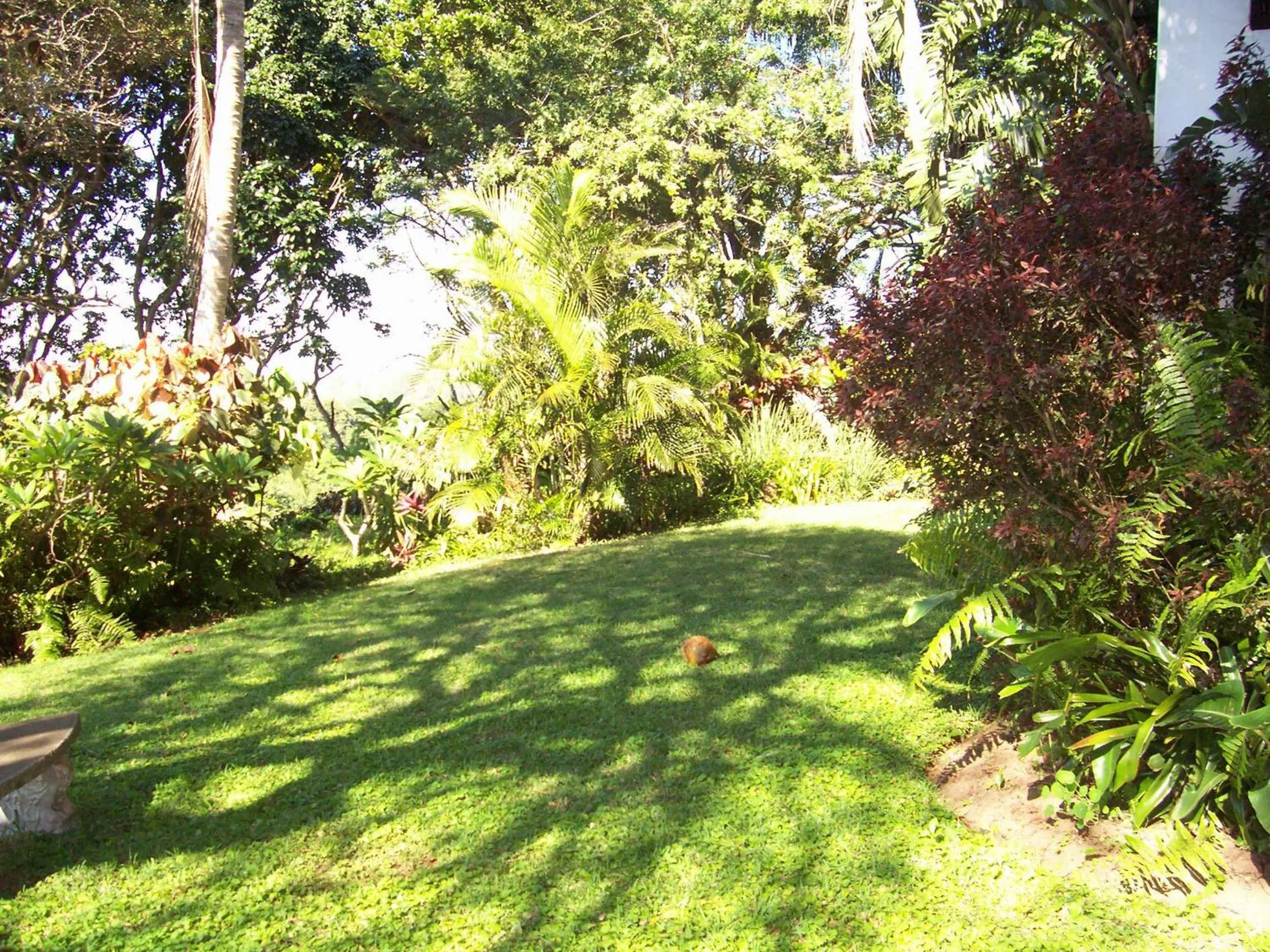 Garden in St Lucia Eco Lodge