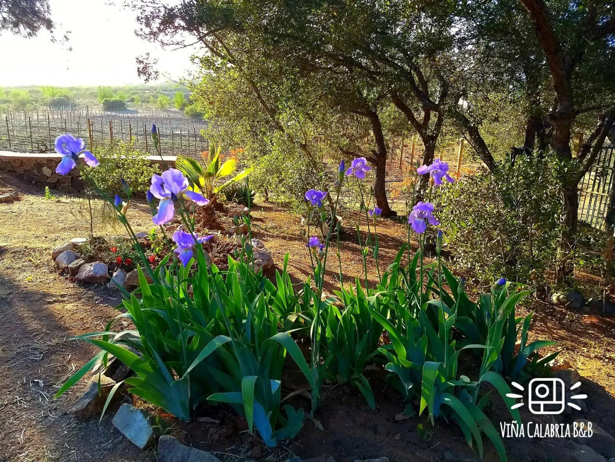 Garden in Viña Calabria