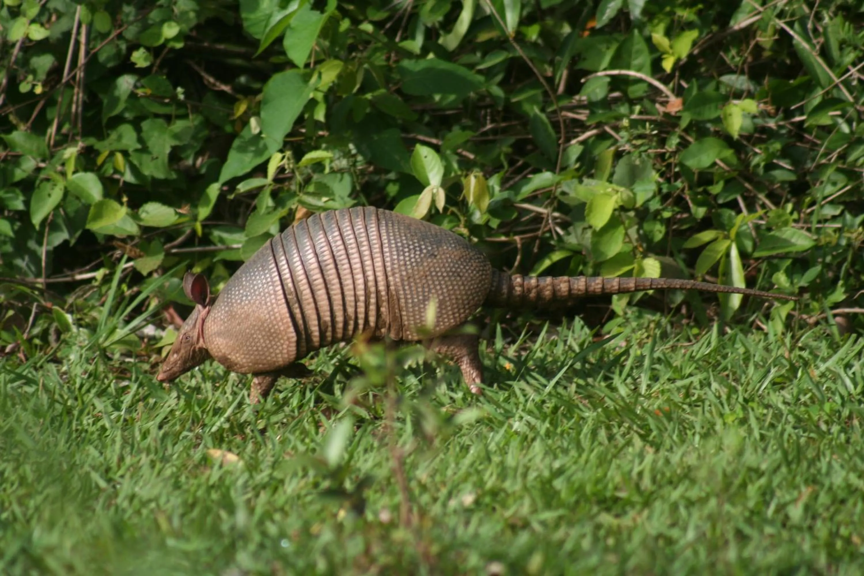 Day in Pousada Aguape