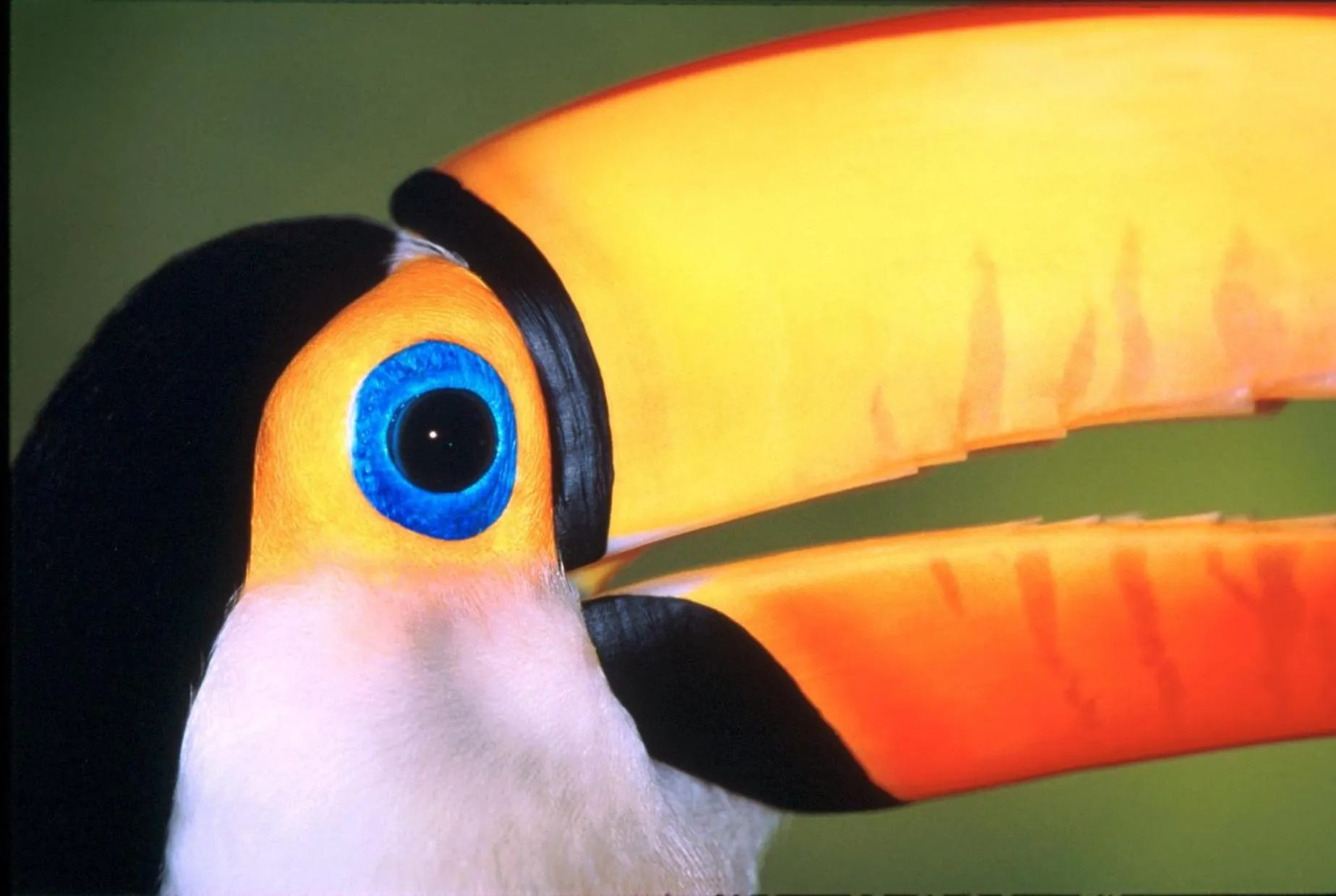 Animals in Pousada Aguape