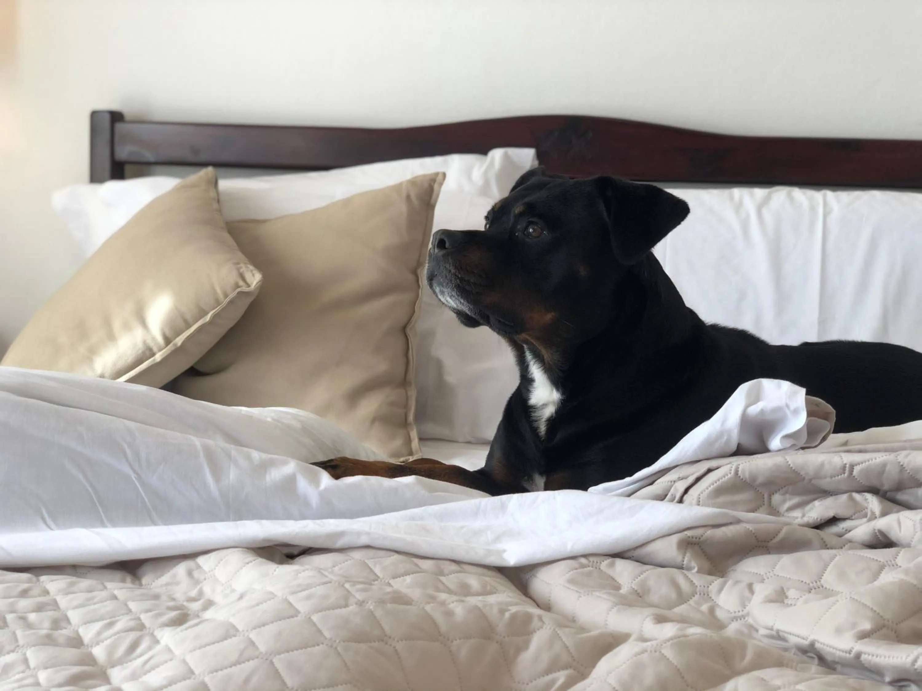 Pets, Bed in Villa Lavinia B&B