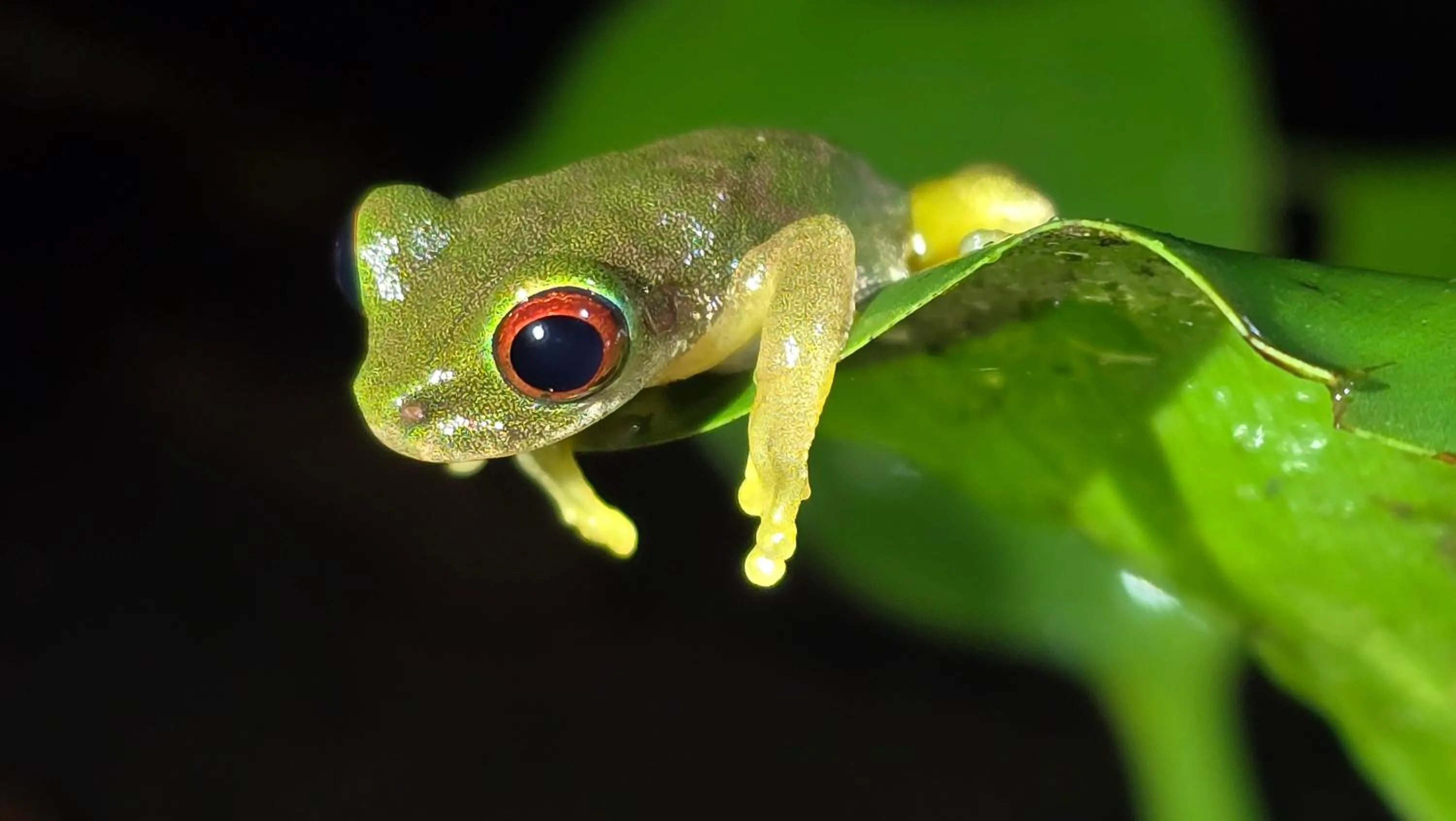 Animals in El Establo Mountain Hotel