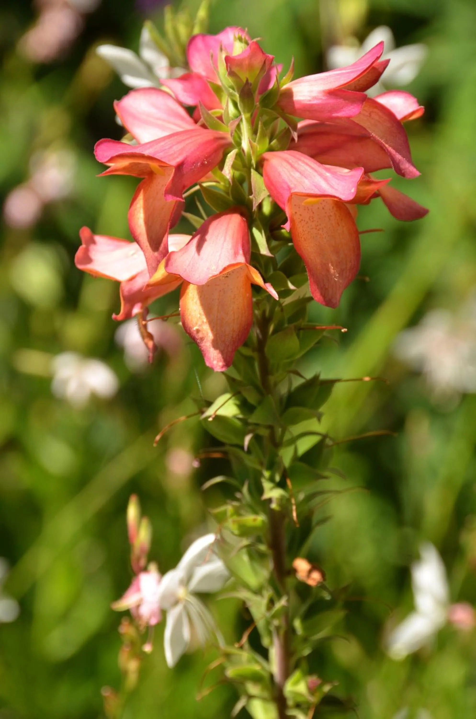 Garden in Medindi Manor