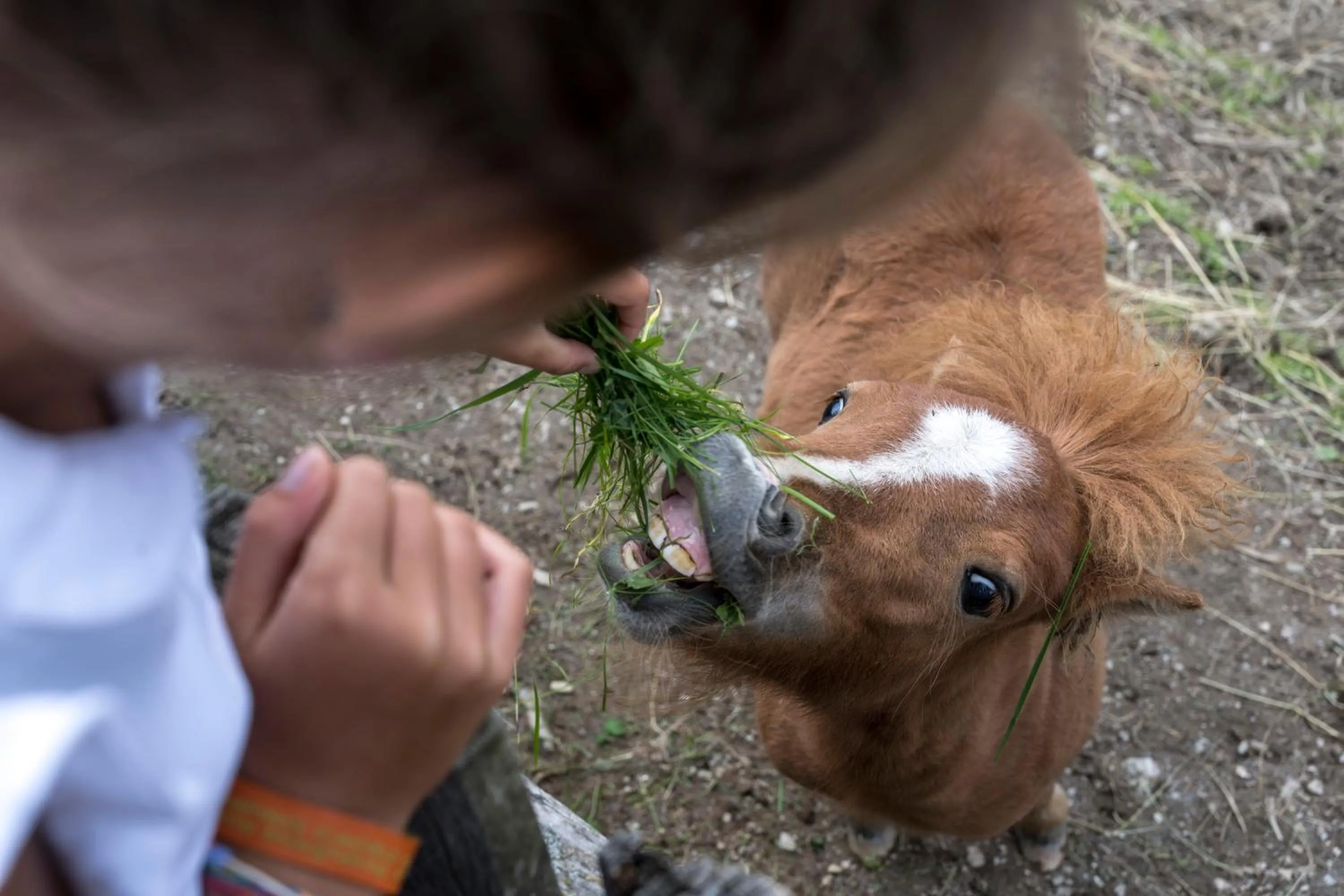 Animals in Taser Alm