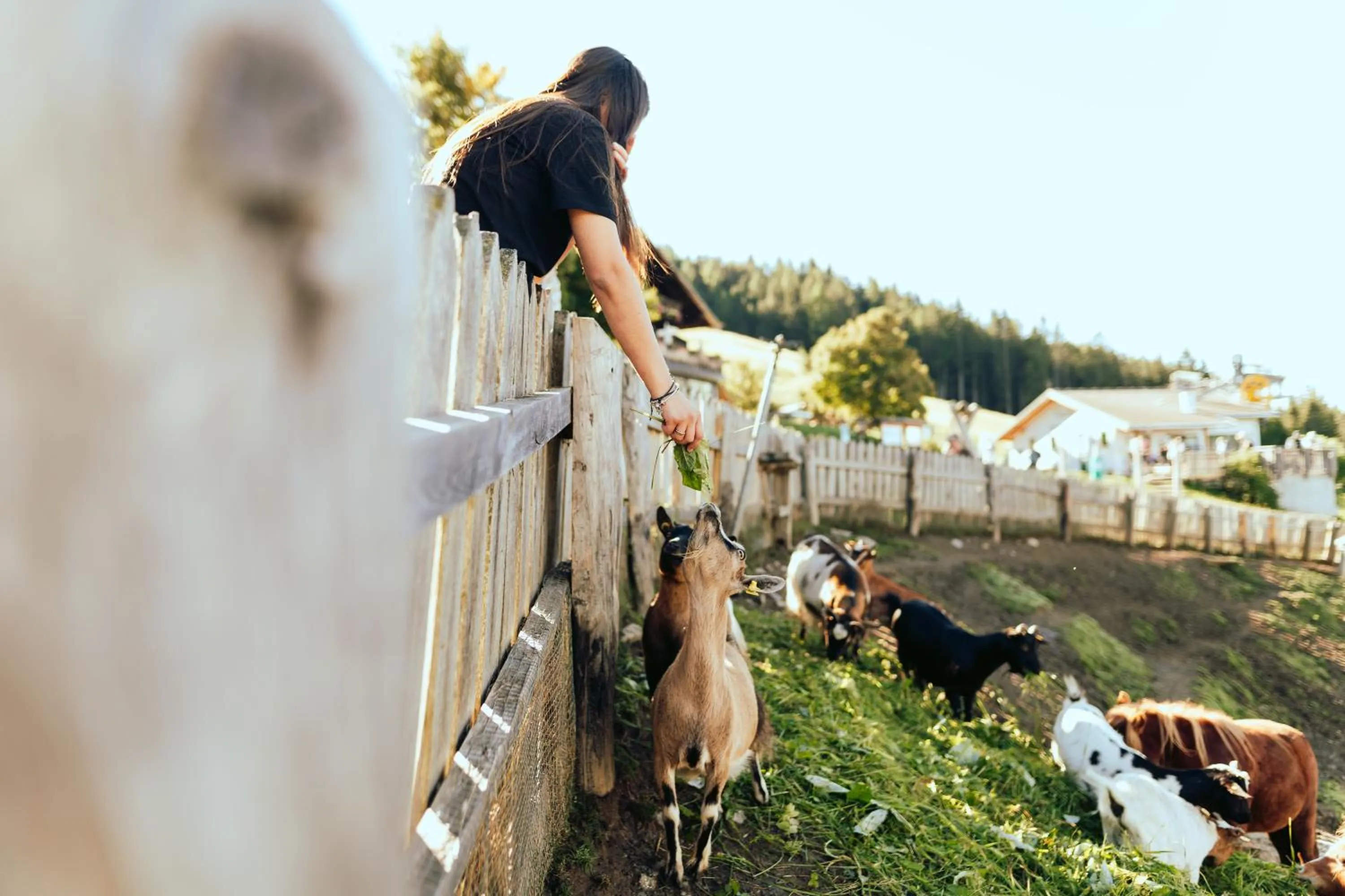 Animals in Taser Alm