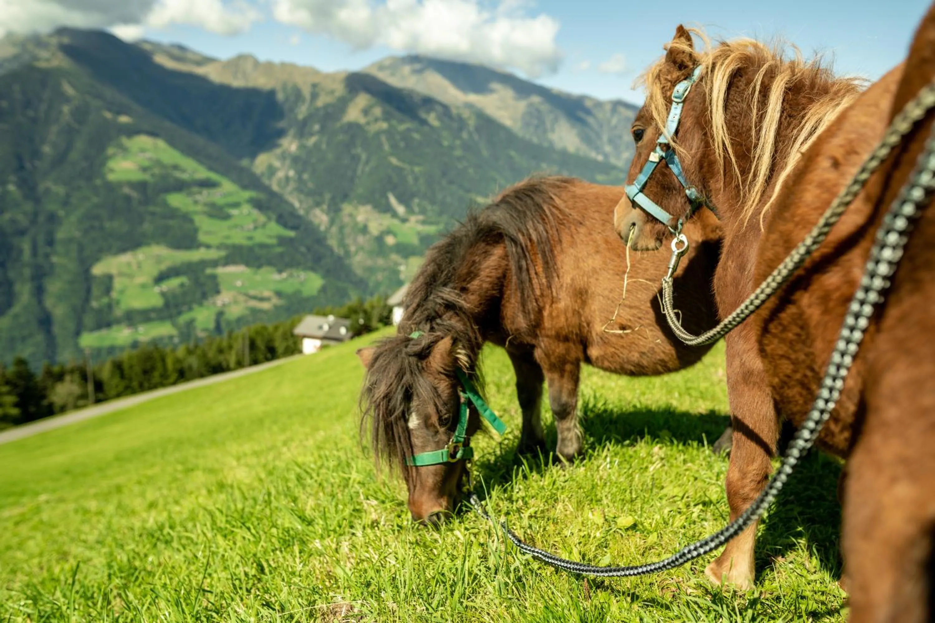 Animals in Taser Alm
