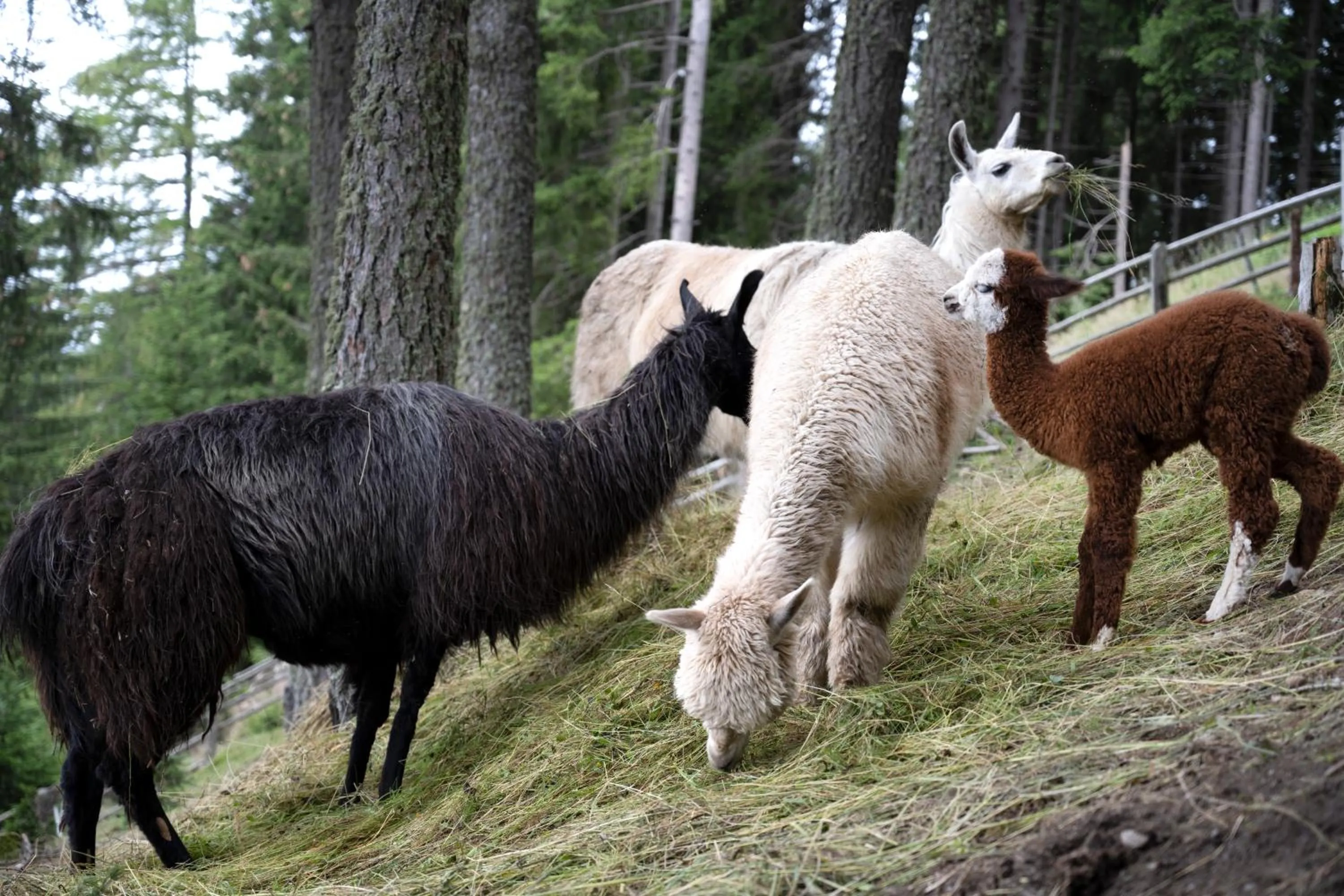 Animals in Taser Alm