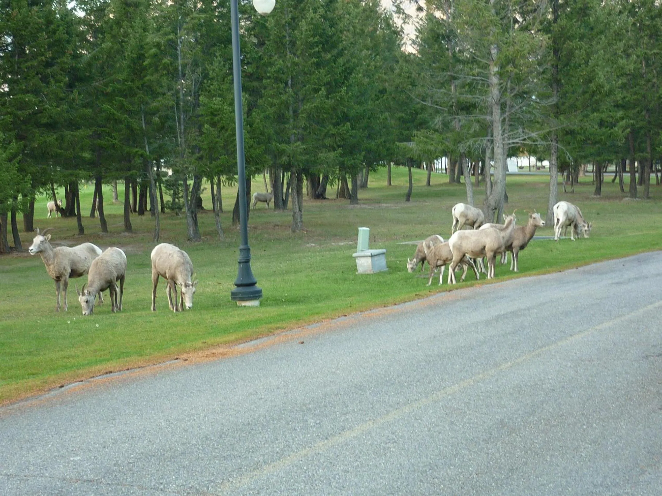 Animals in Motel Bavaria