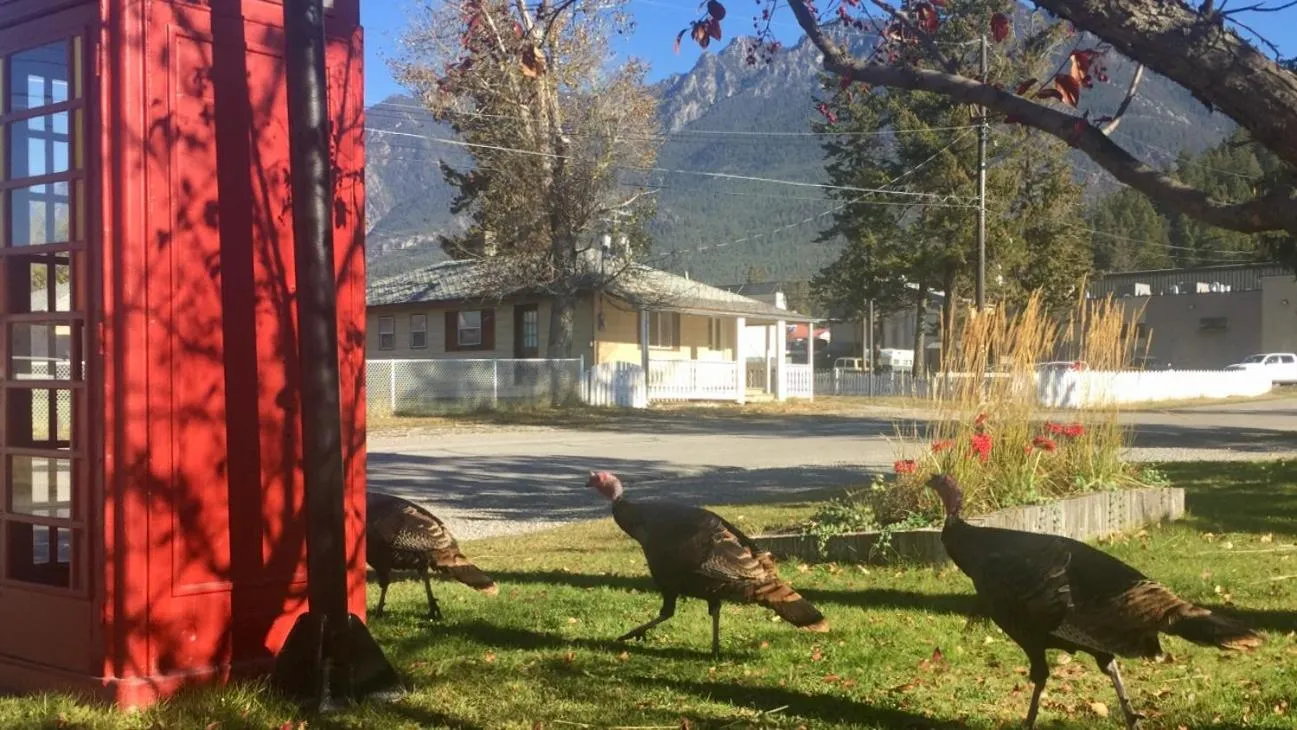 Animals in Piccadilly Motel