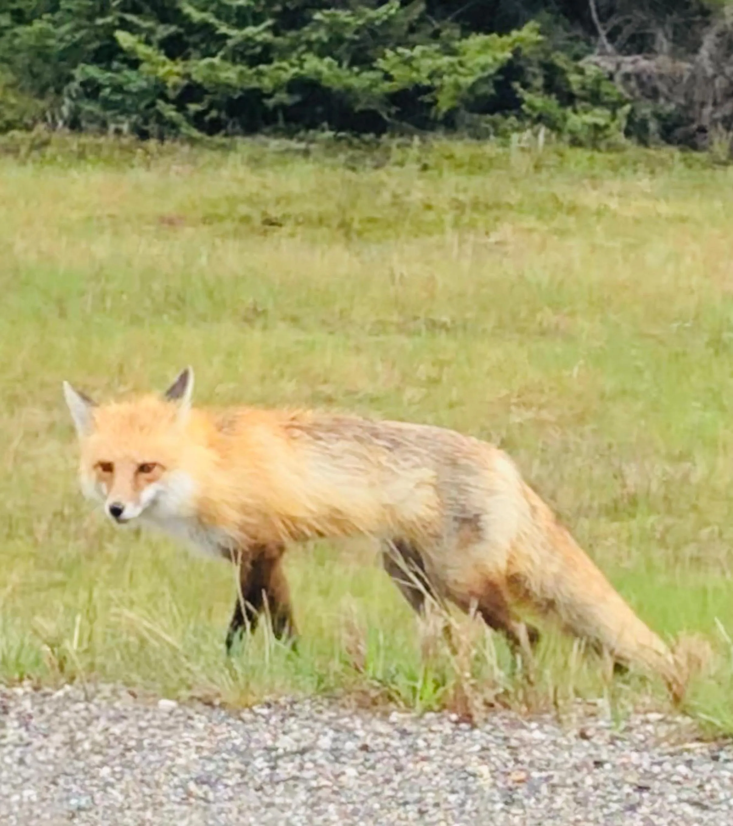 Animals in Piccadilly Motel