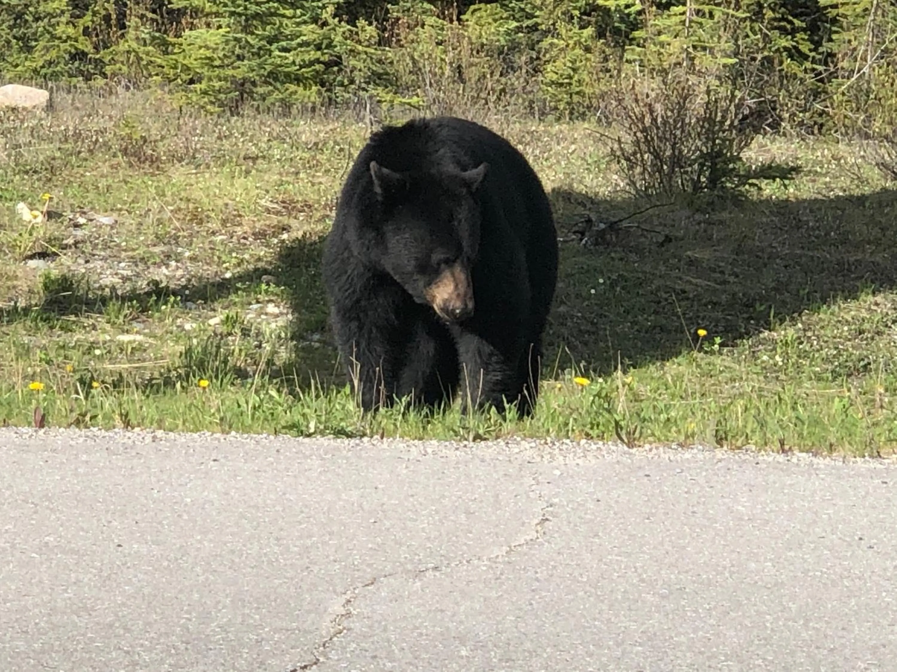 Animals in Piccadilly Motel