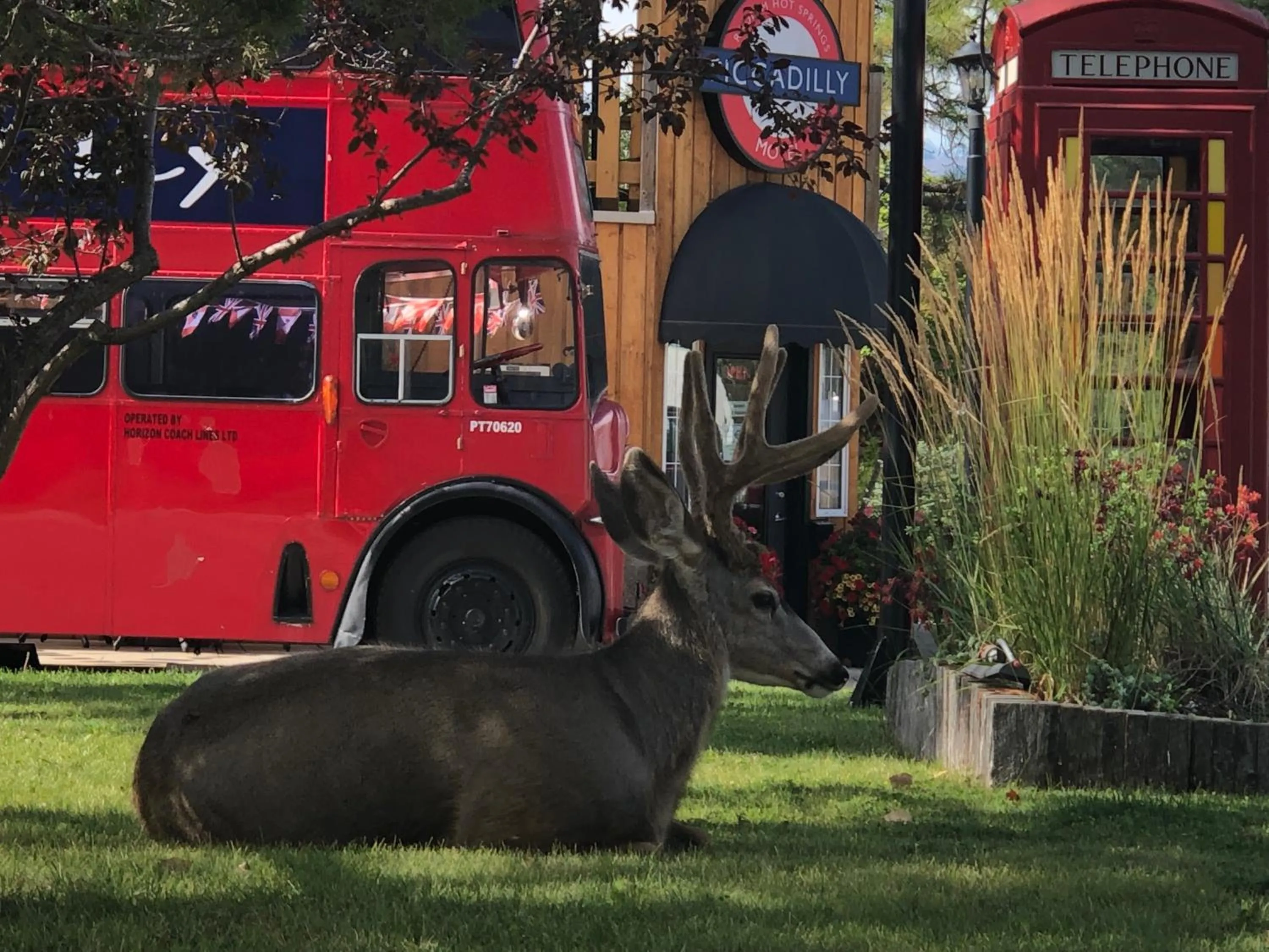 Animals in Piccadilly Motel