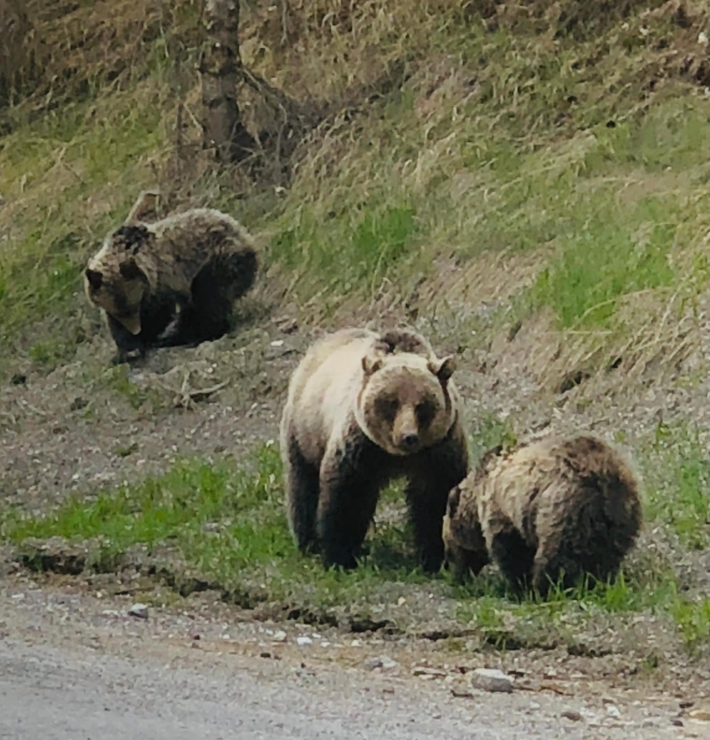 Animals in Piccadilly Motel
