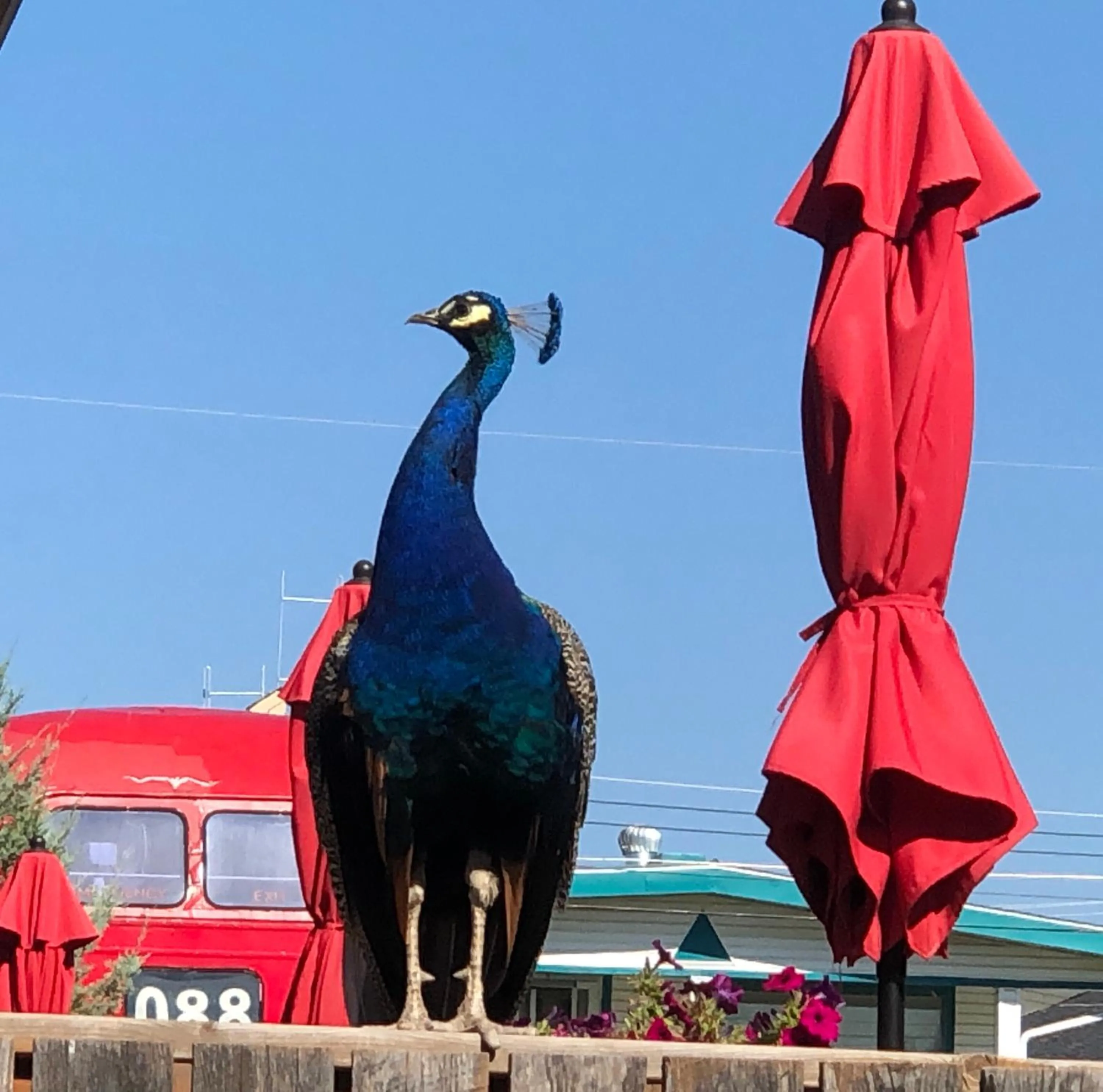 Animals in Piccadilly Motel