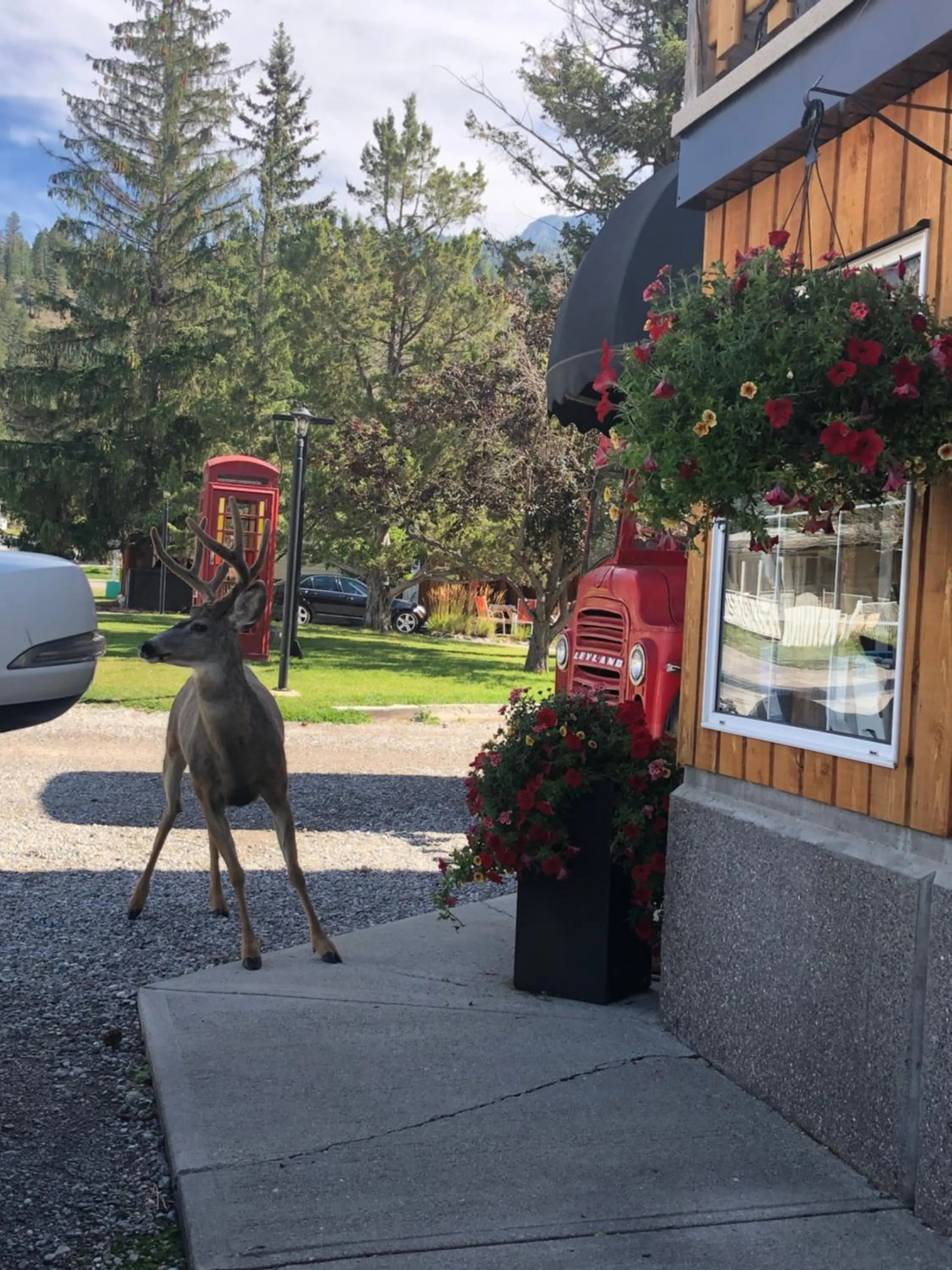 Animals in Piccadilly Motel