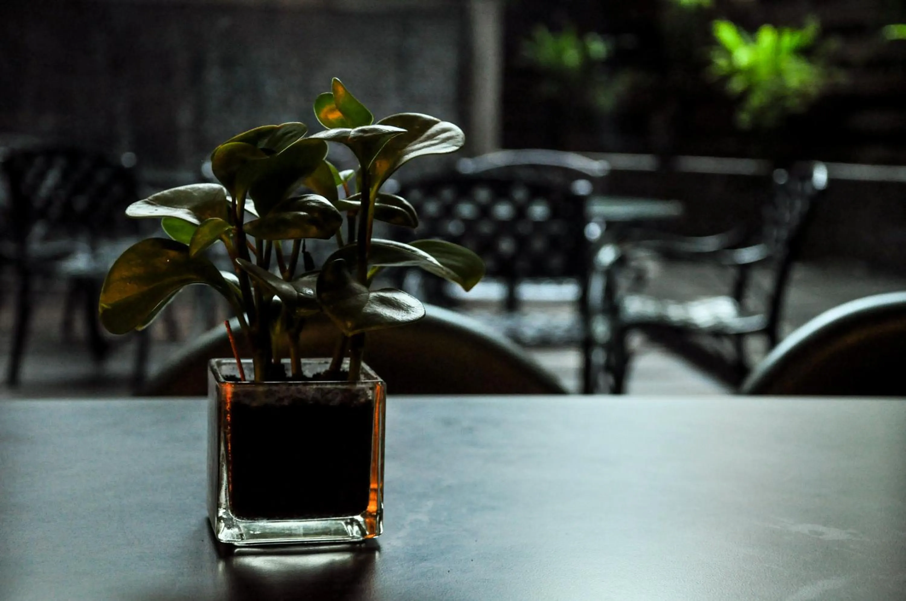 Restaurant/places to eat in Jingan Classic Inn