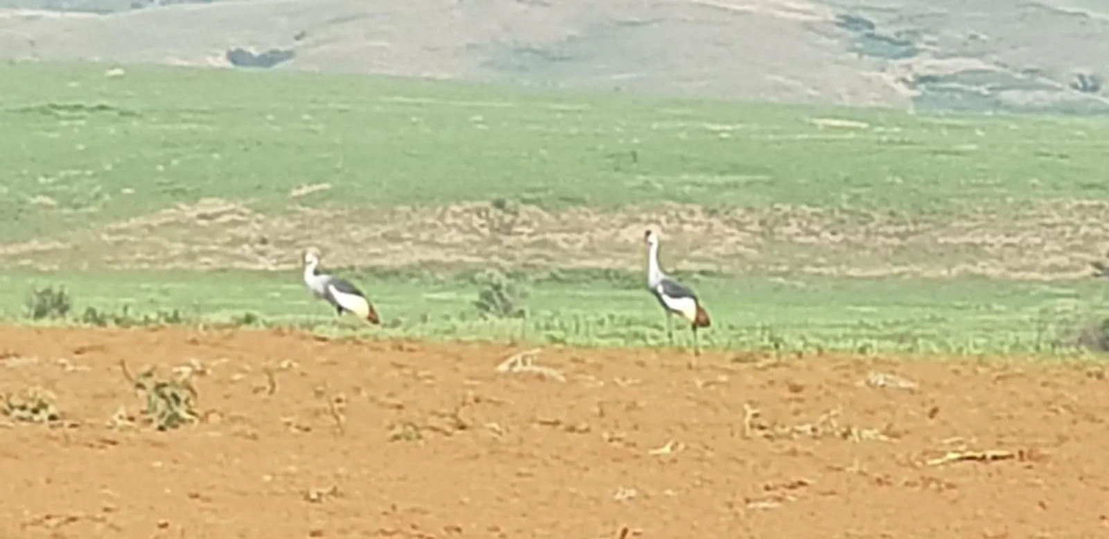 Animals in Bell Park Self Catering