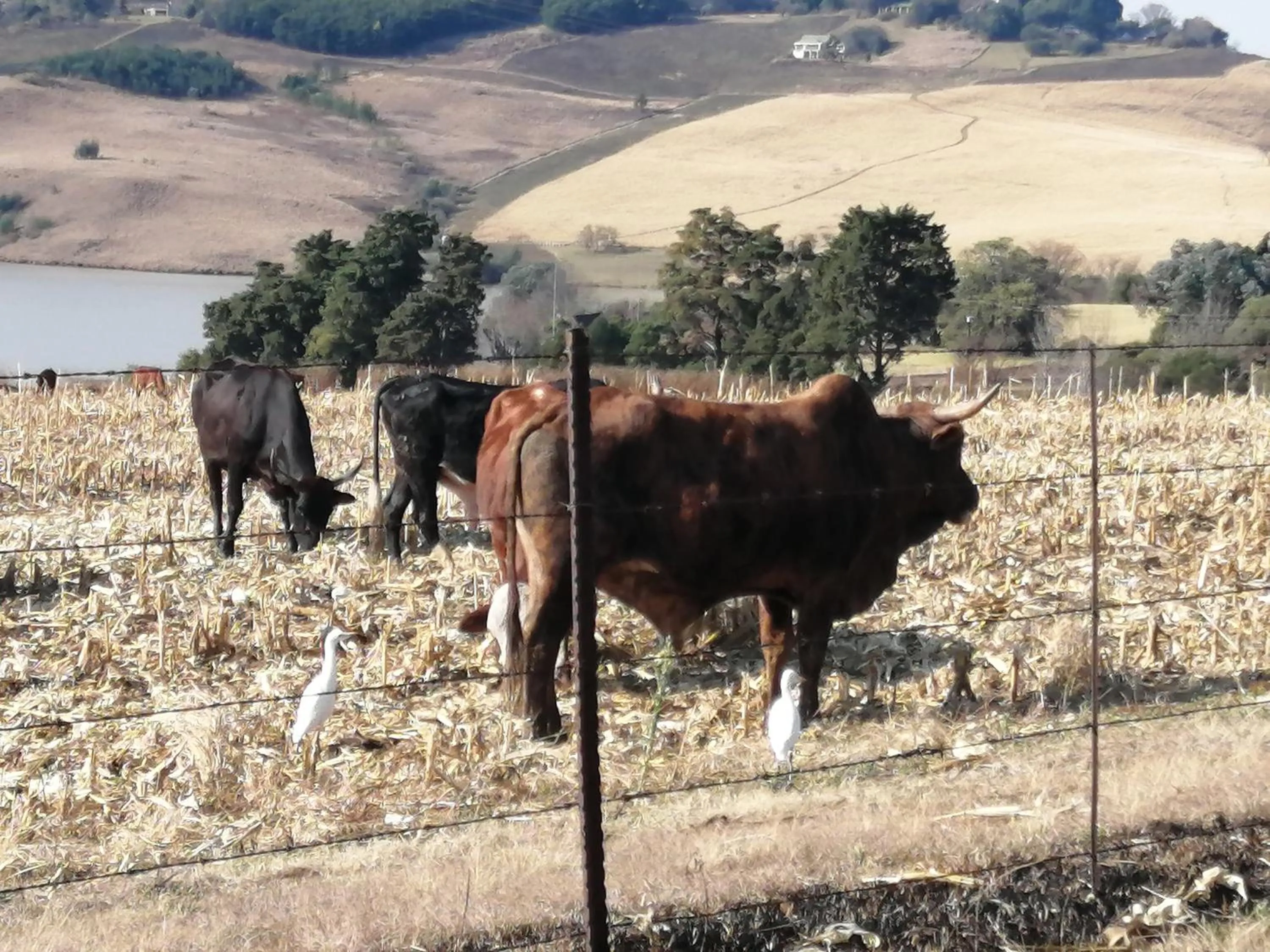 View (from property/room) in Bell Park Self Catering