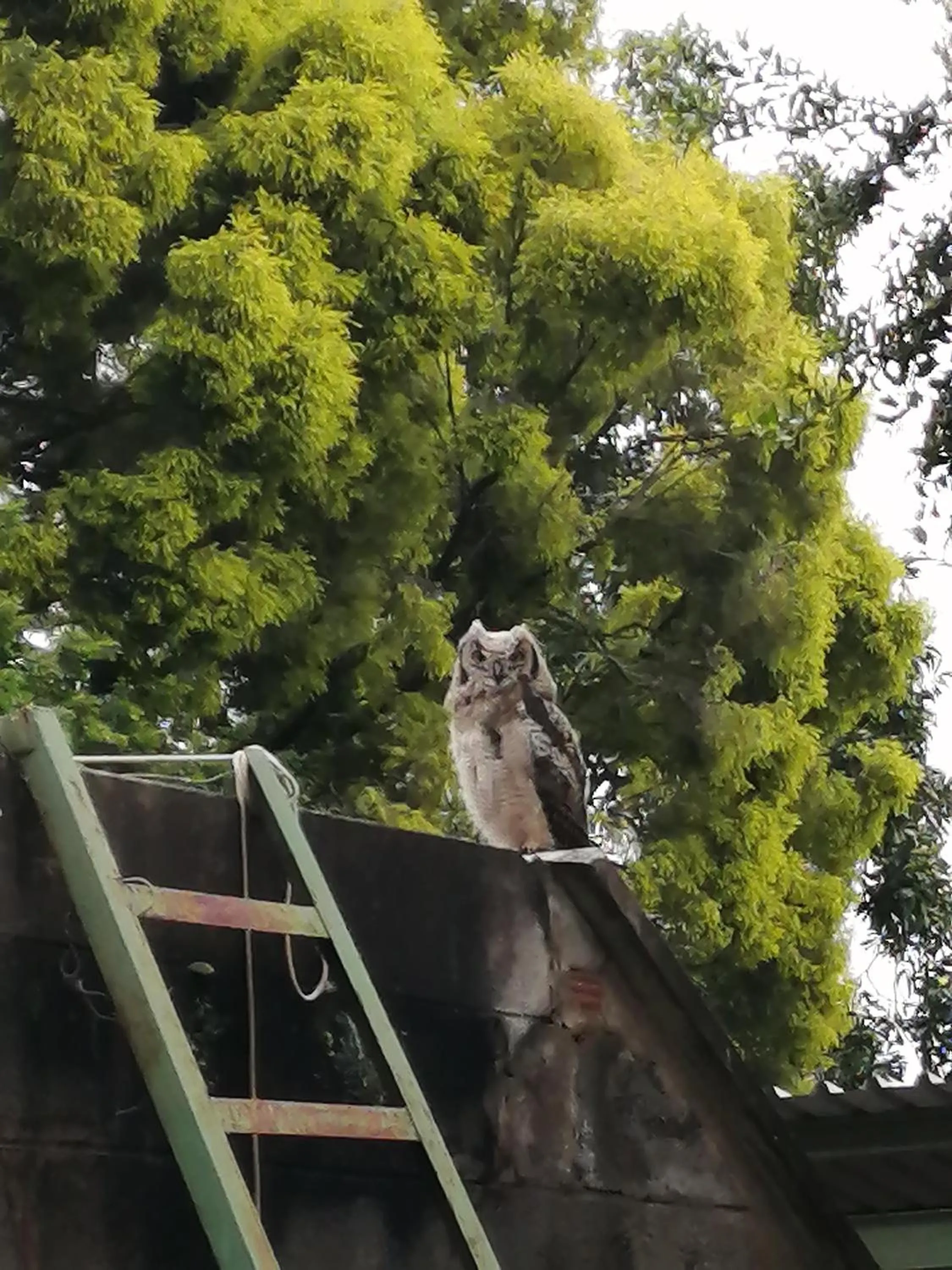 Animals in Bell Park Self Catering