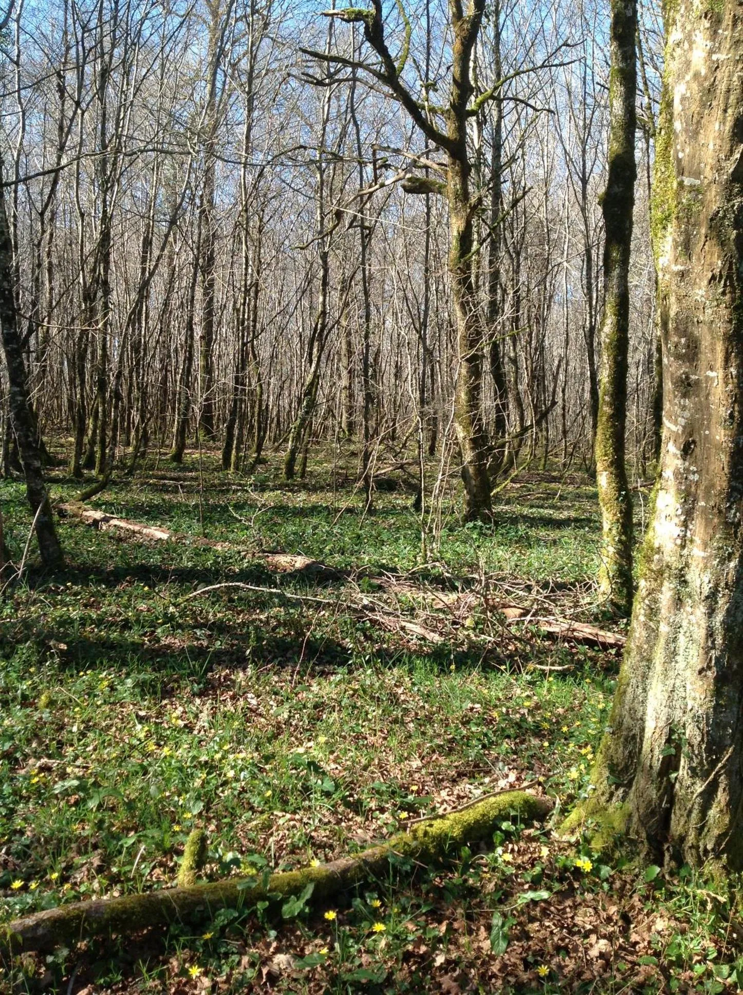 Natural landscape in Le Domaine