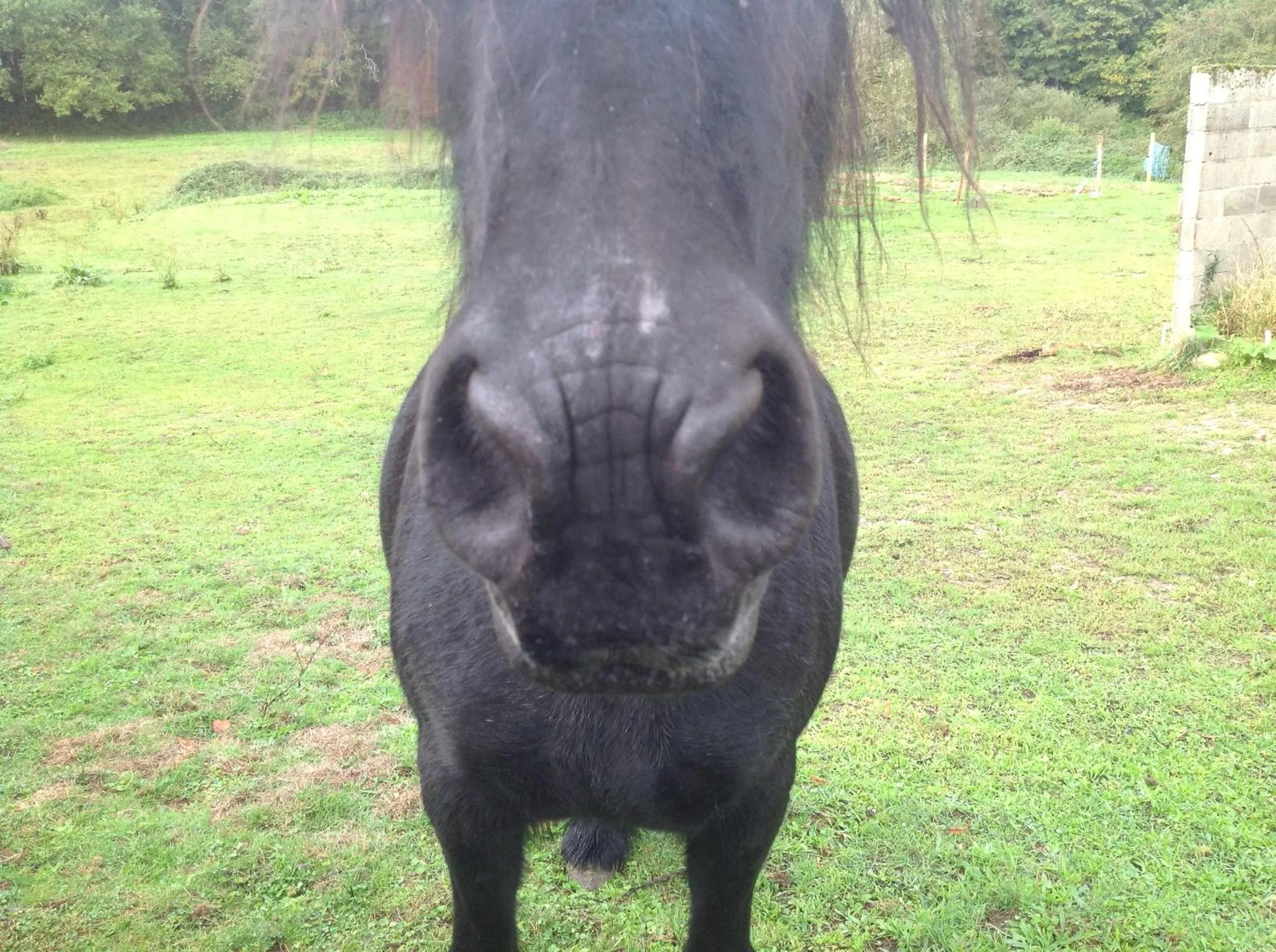 Animals in Le Domaine