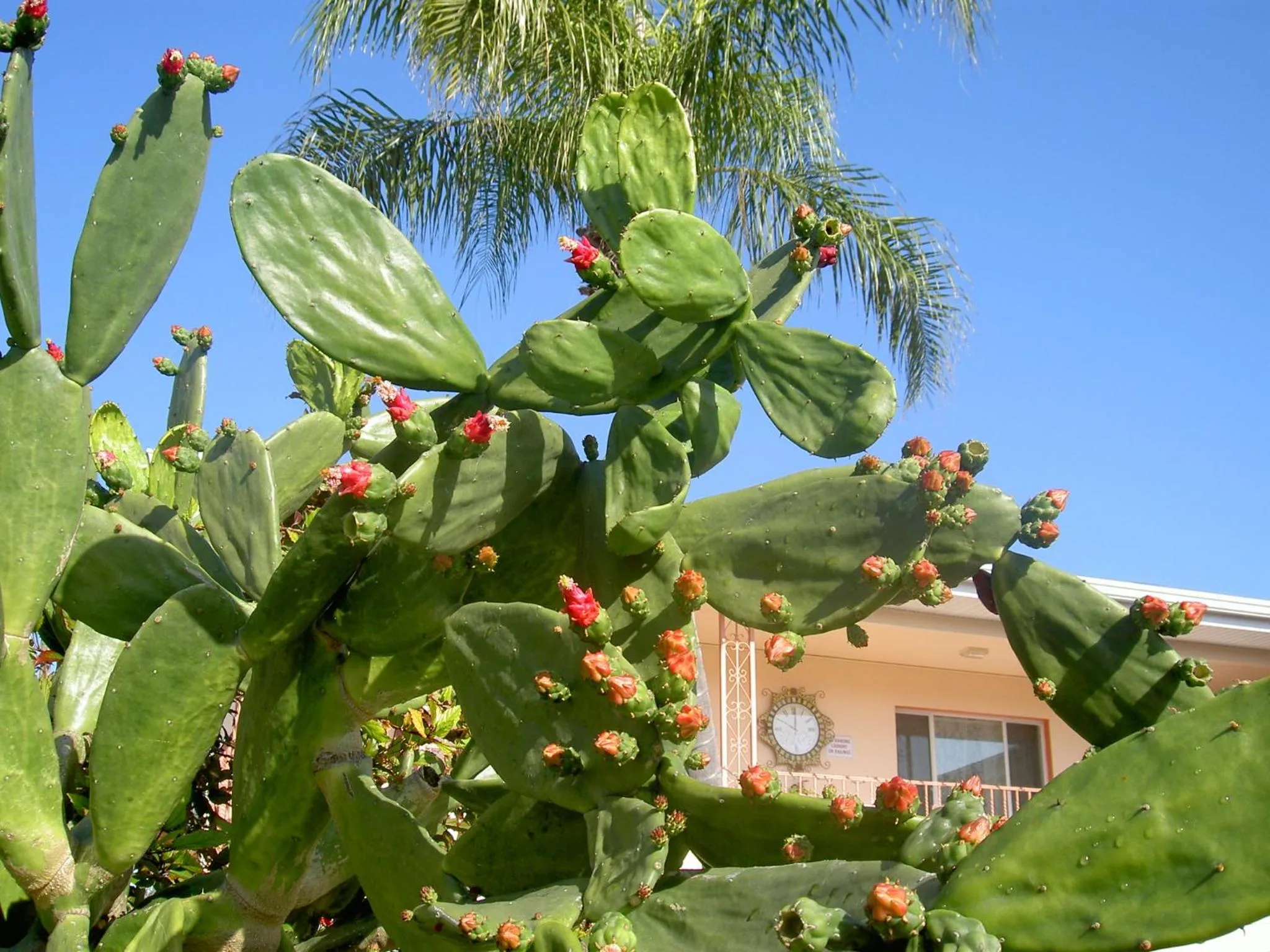 Facade/entrance in Carlton House Motel and Suites