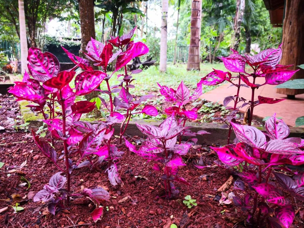 Day in Palo Rosa Lodge