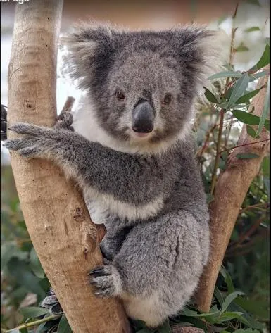 Barooga Country Inn Motel