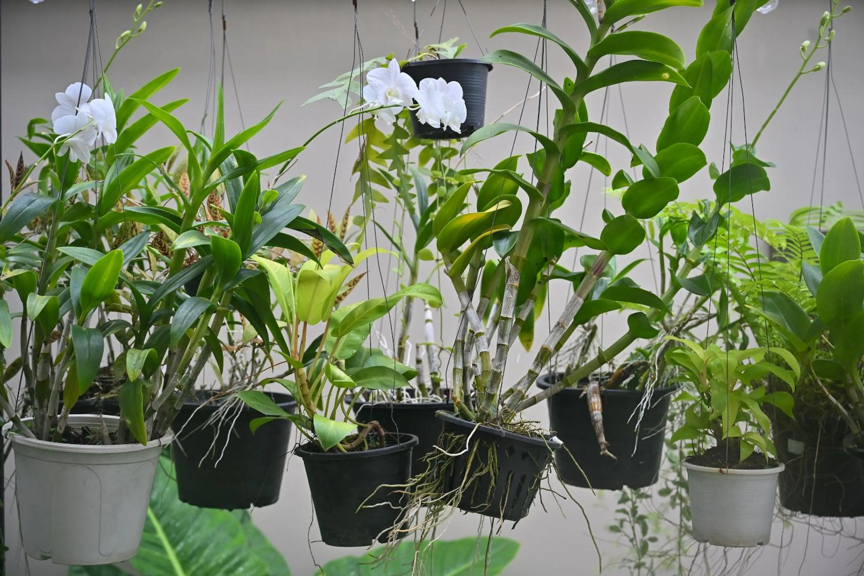 Garden in Sivana Place Phuket