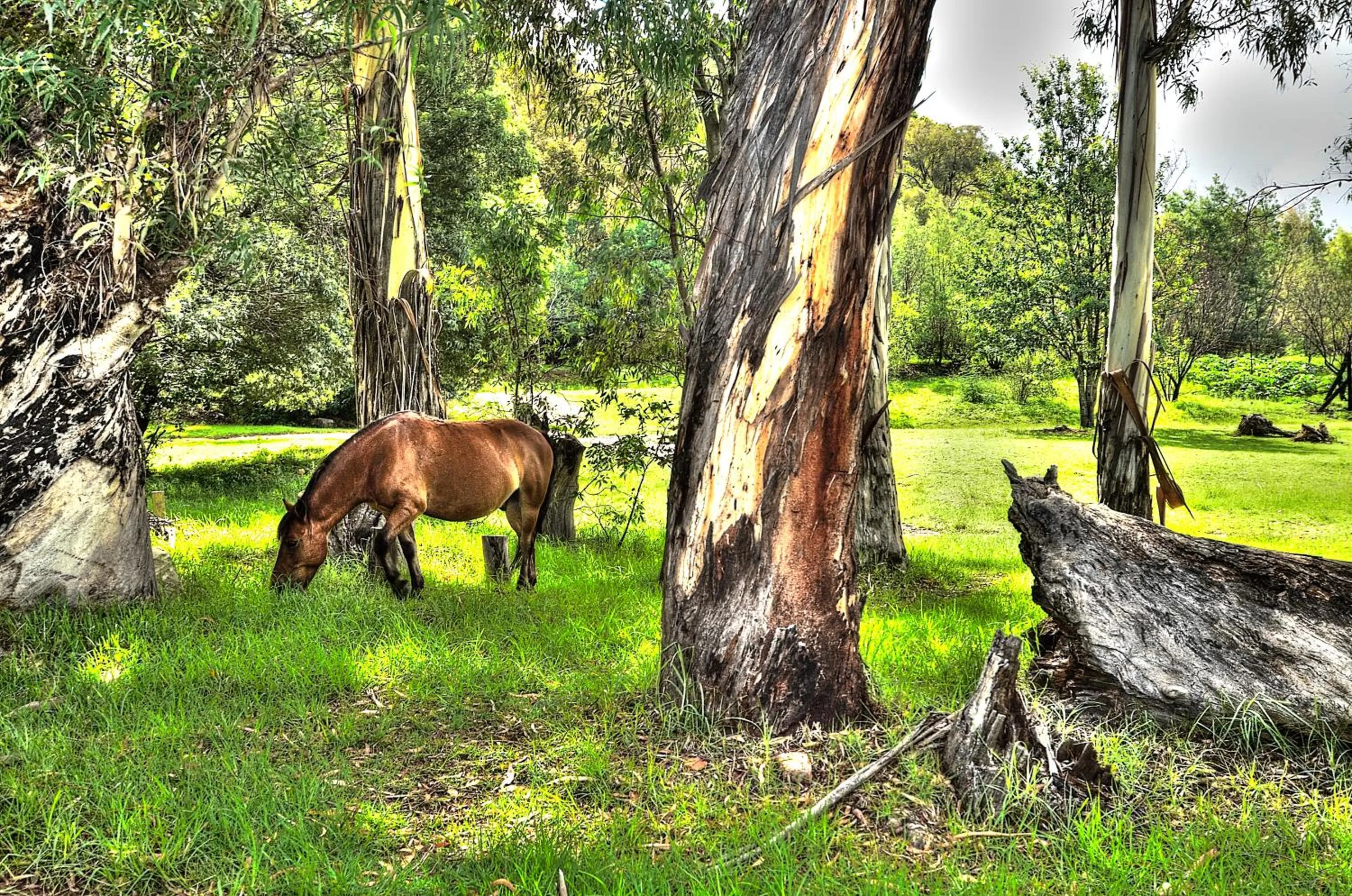 Animals in Little Rock Resort