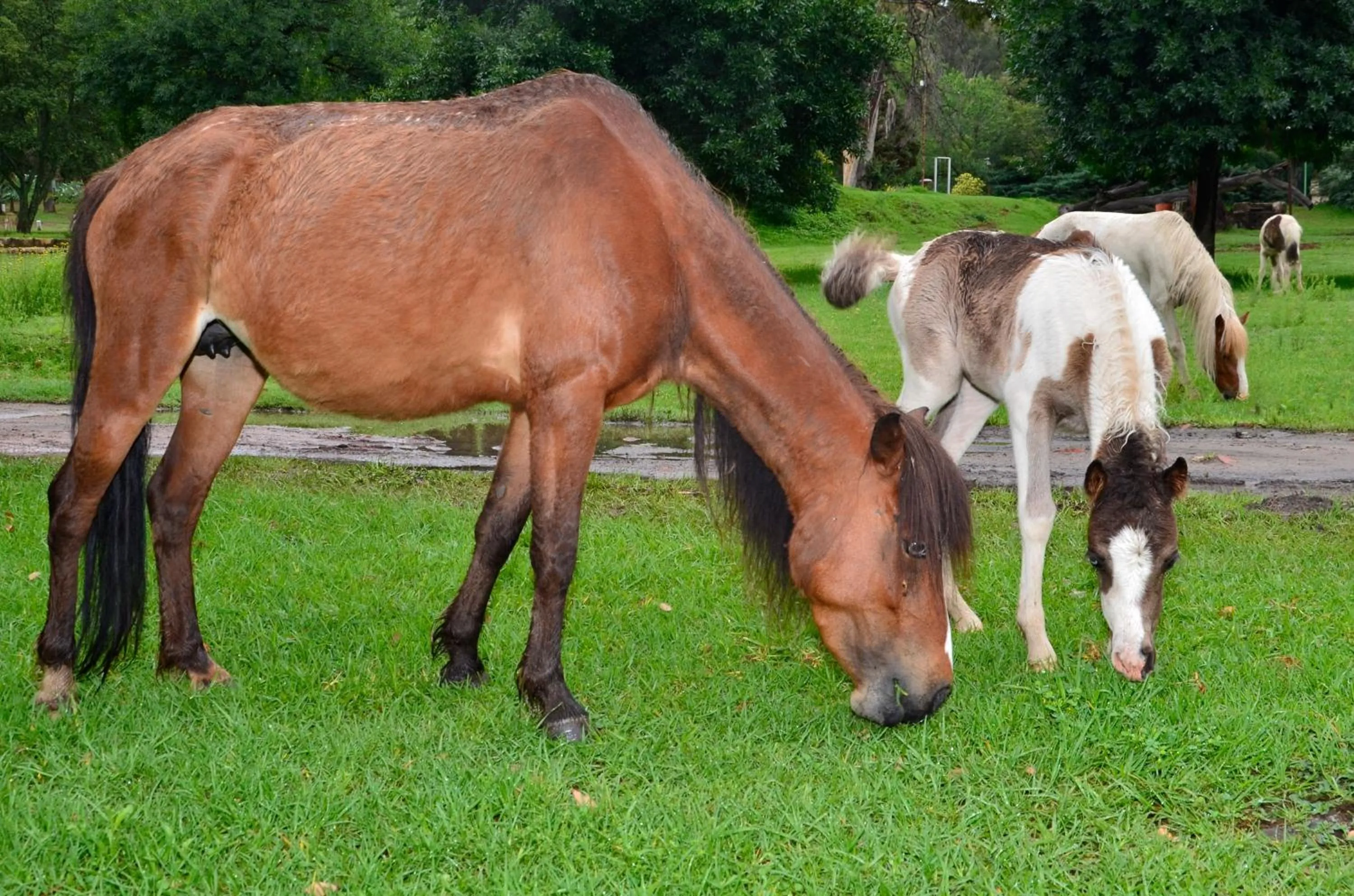 Animals in Little Rock Resort