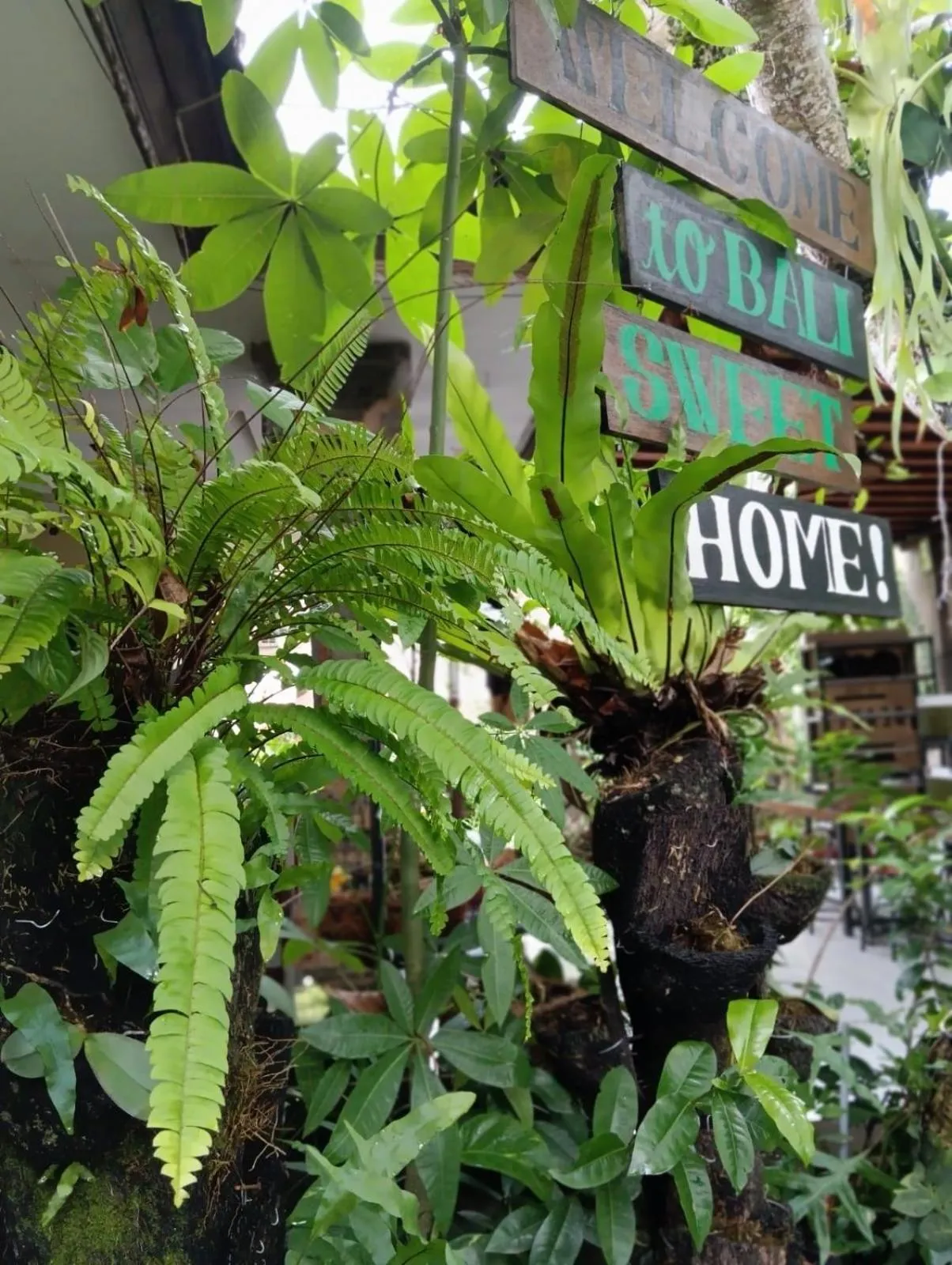 Garden in Coliving Bali SWEET HOME Kost Lengkap di Tabanan Kota