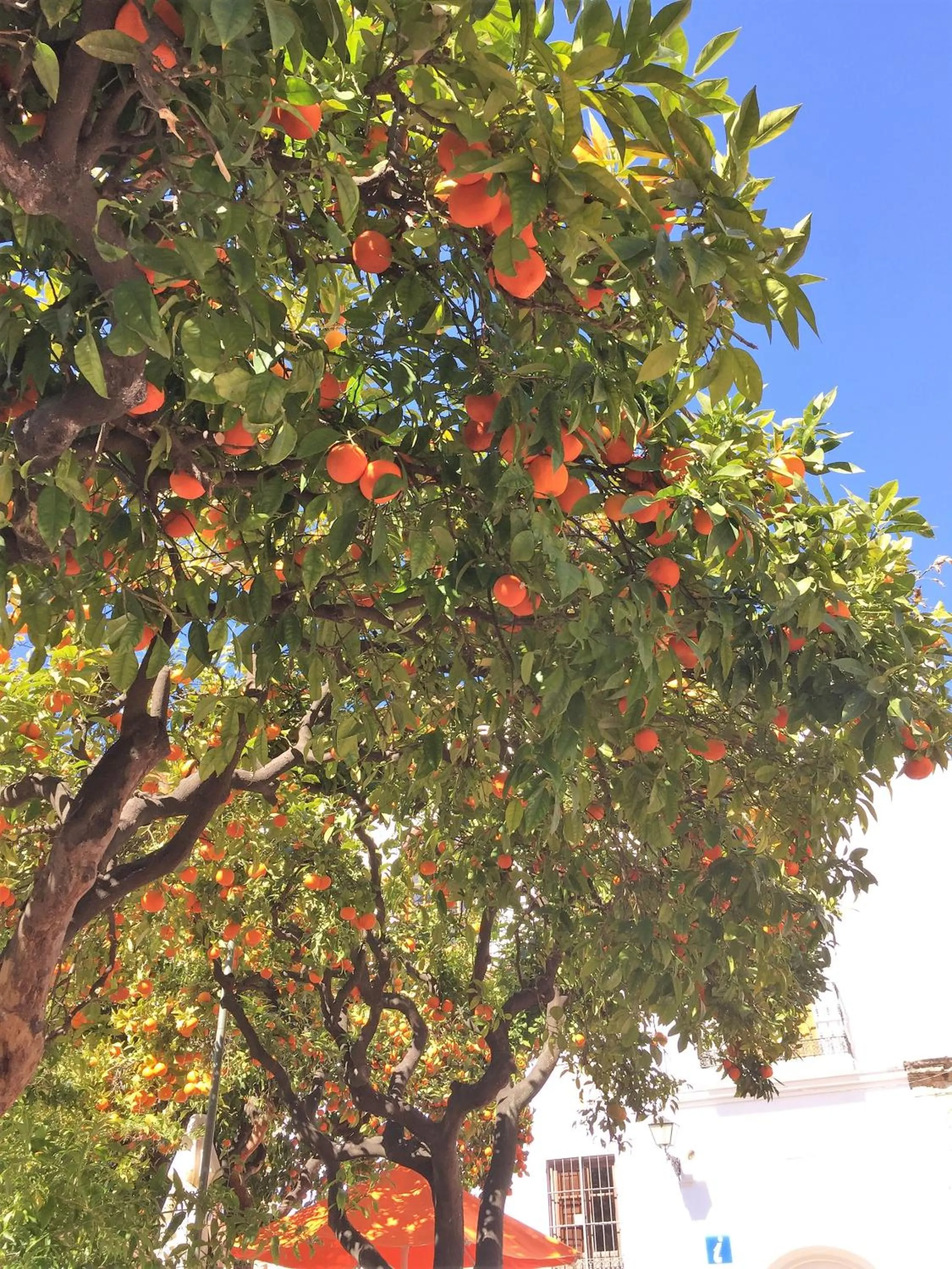 Area and facilities in Casa las Torres B&B