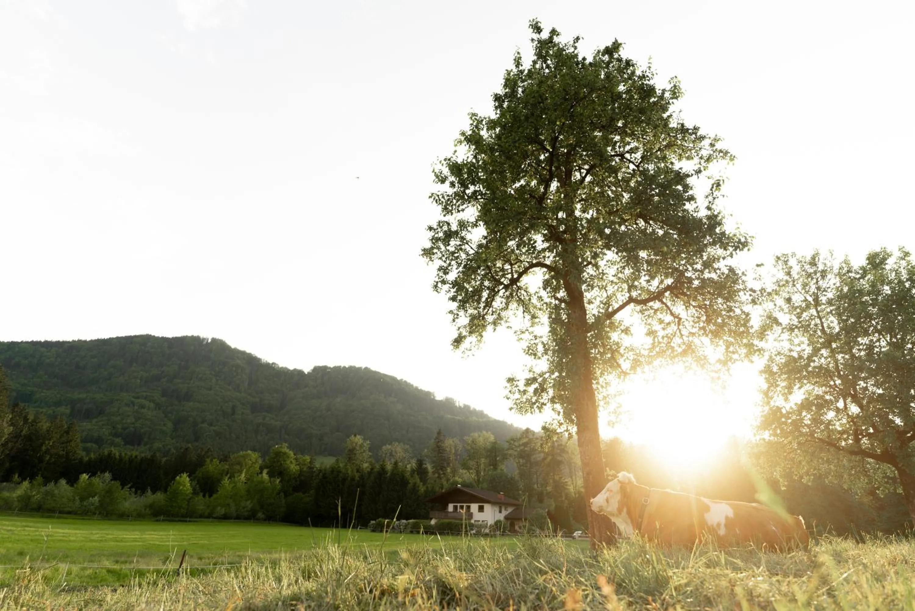 Garden in Langwies Genussherberge