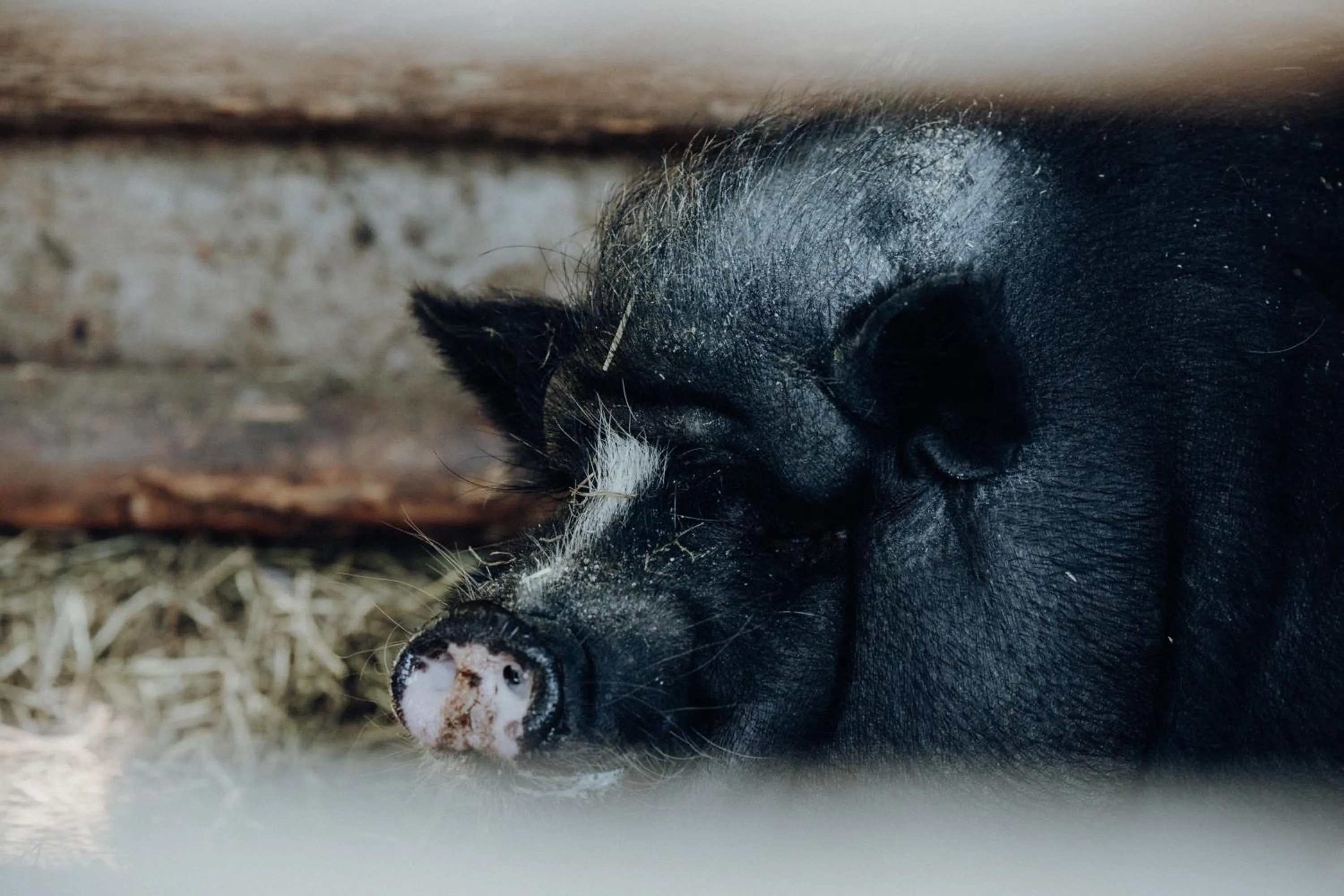 Animals in Langwies Genussherberge
