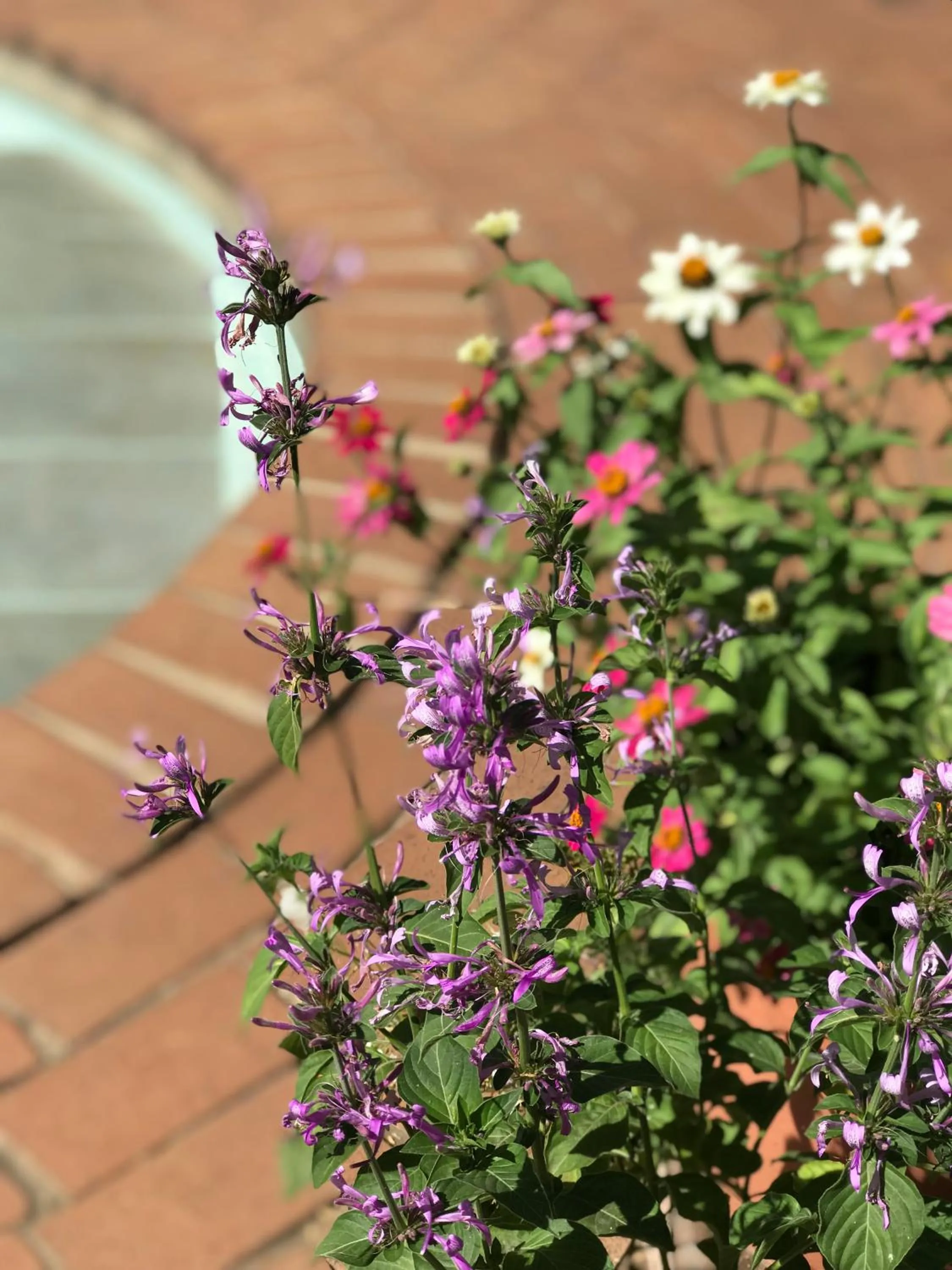 Garden in Claires of Sandton Luxury Guest House