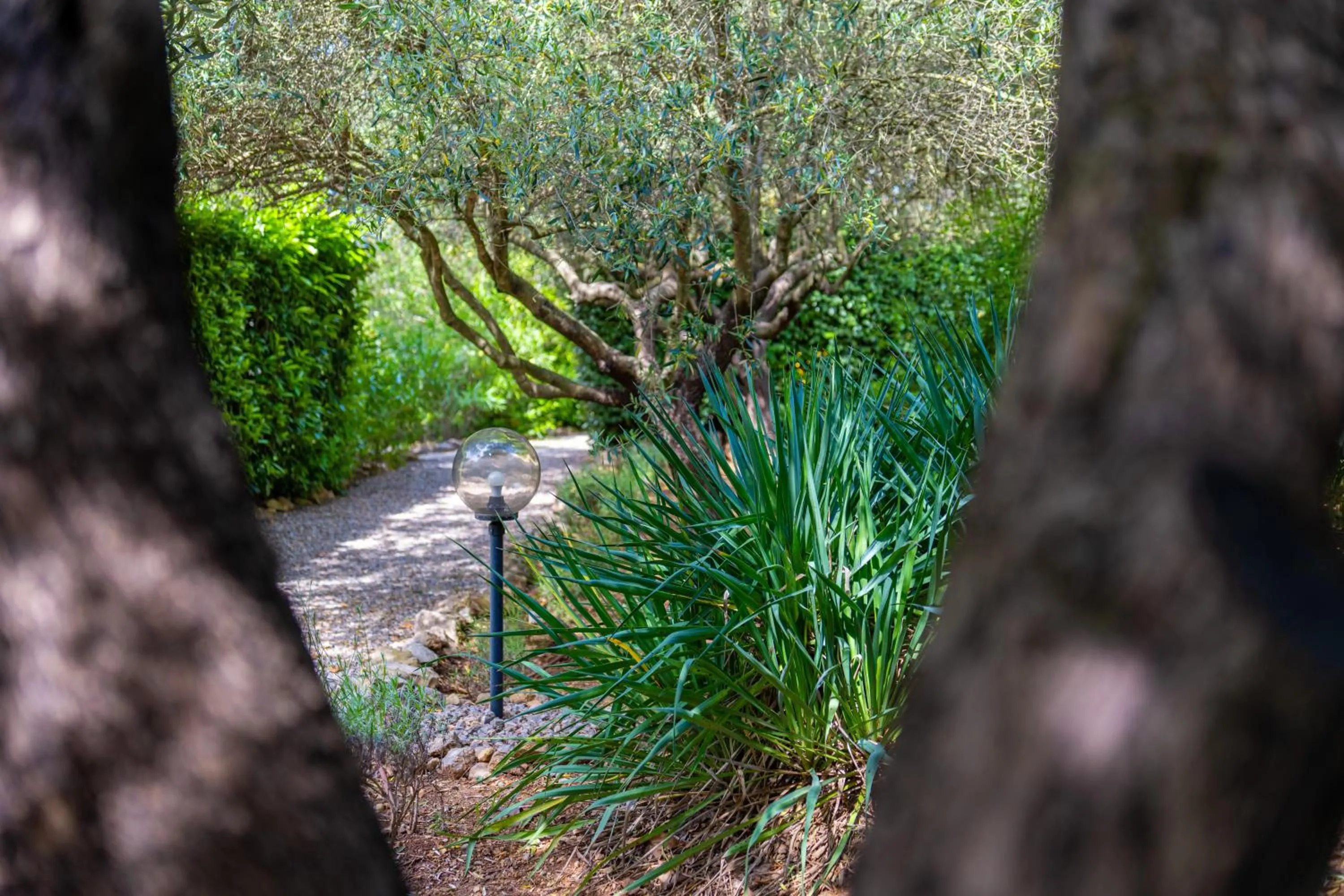 Garden in Hotel Les Oliviers