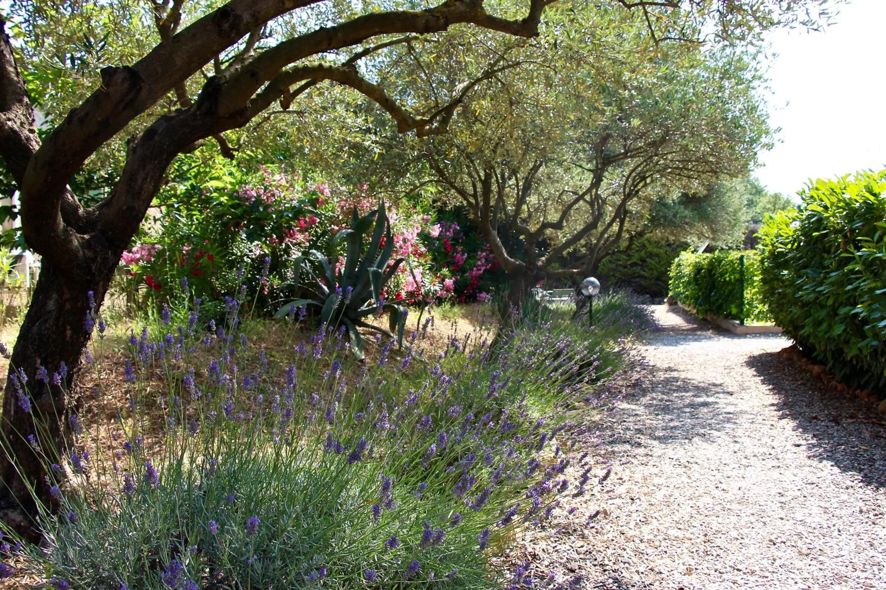 Garden in Hotel Les Oliviers