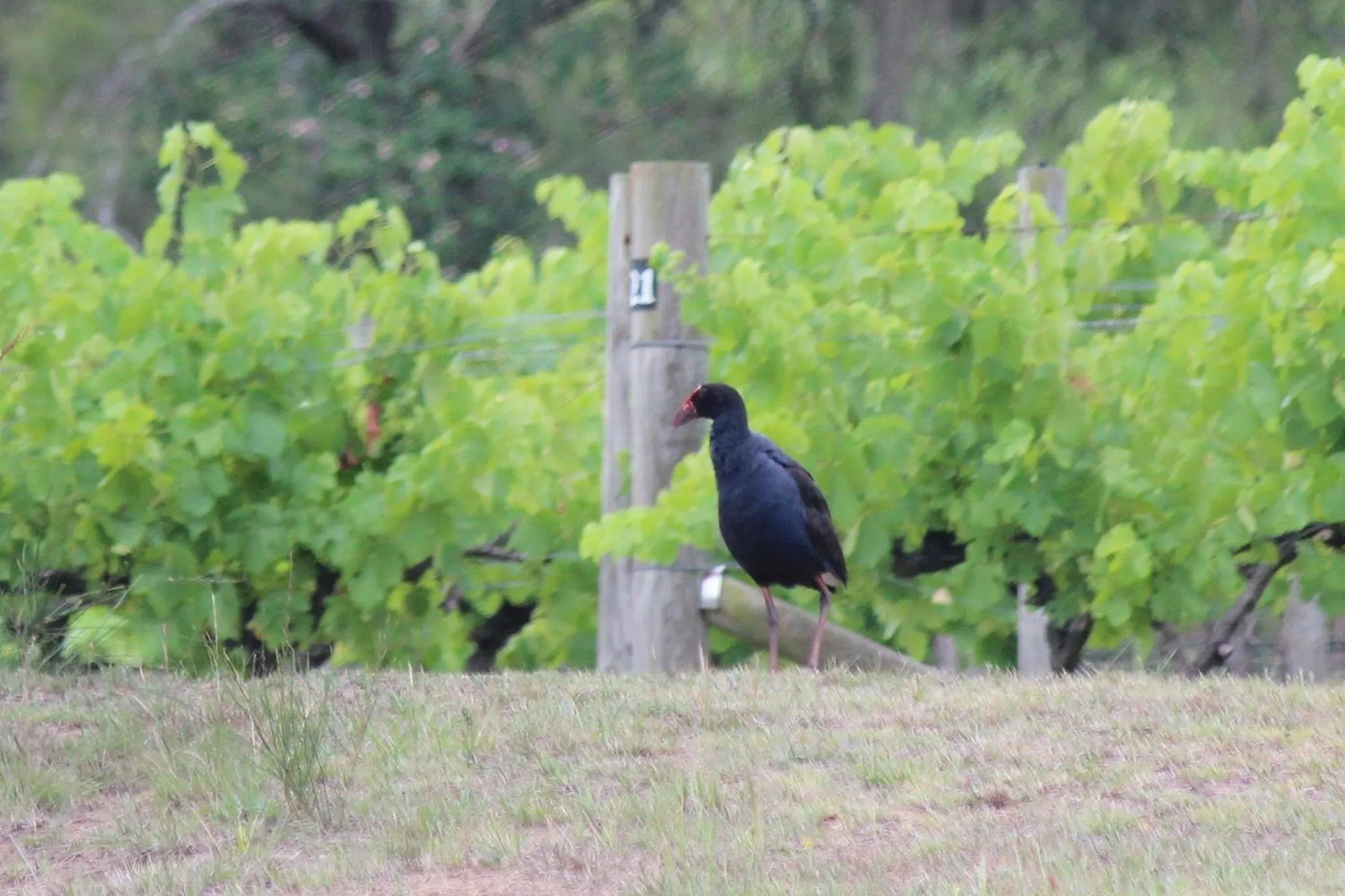Garden in The Carriages Boutique Hotel and Vineyard
